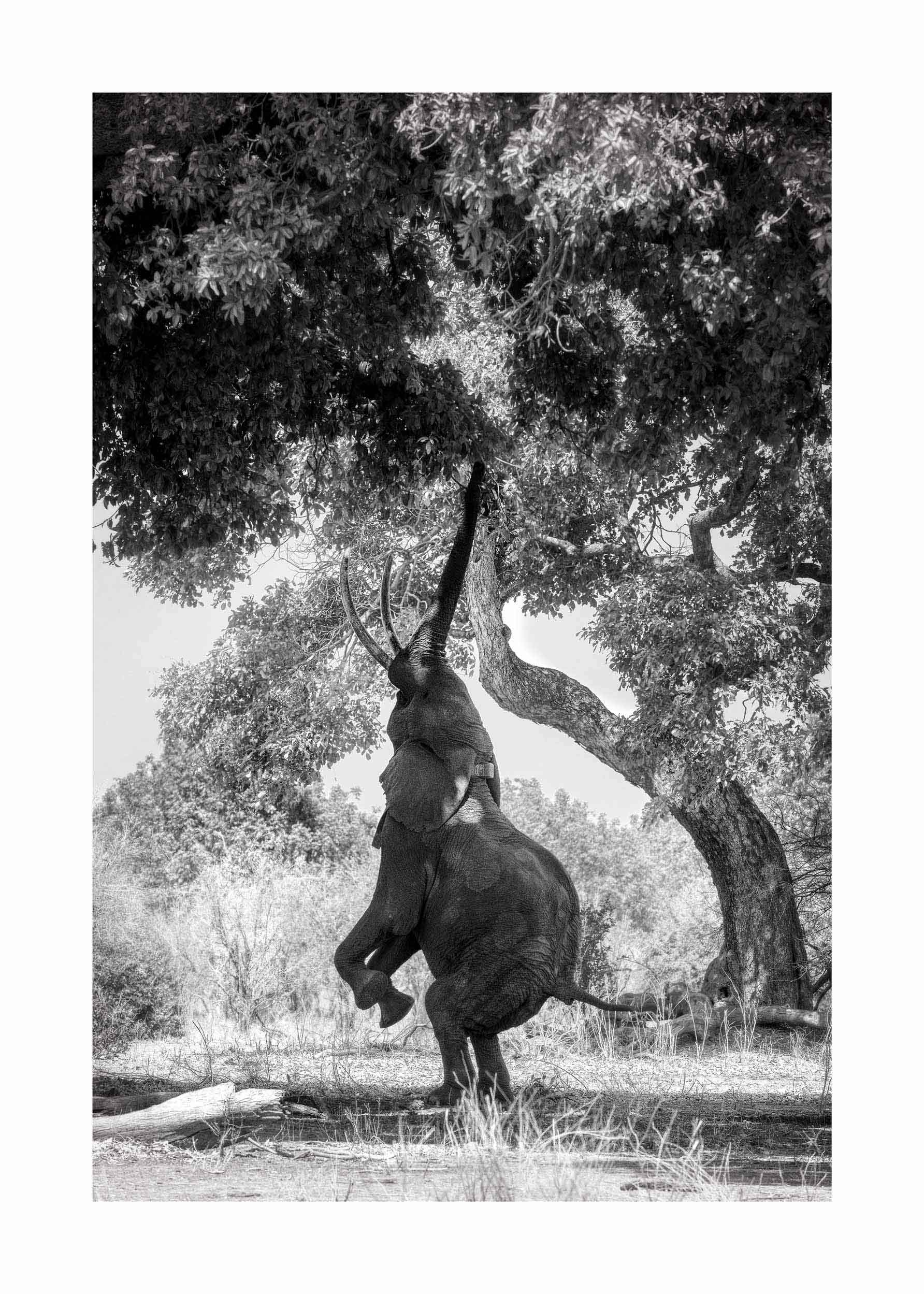 Hungry Elephant Poster - Black and white elephant photography (30x40 cm)