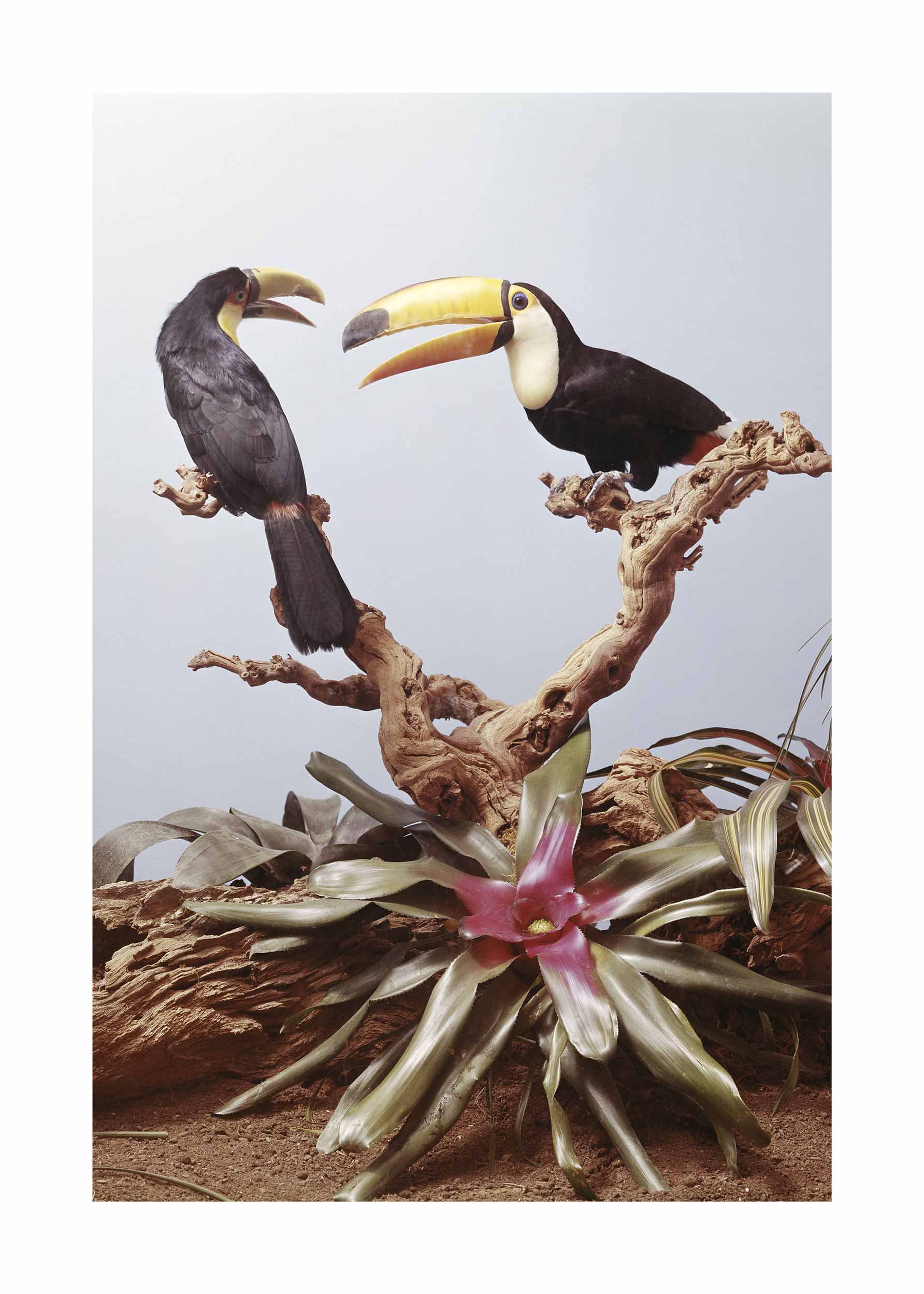 Hornbills Poster - Animal illustration (50x70 cm)