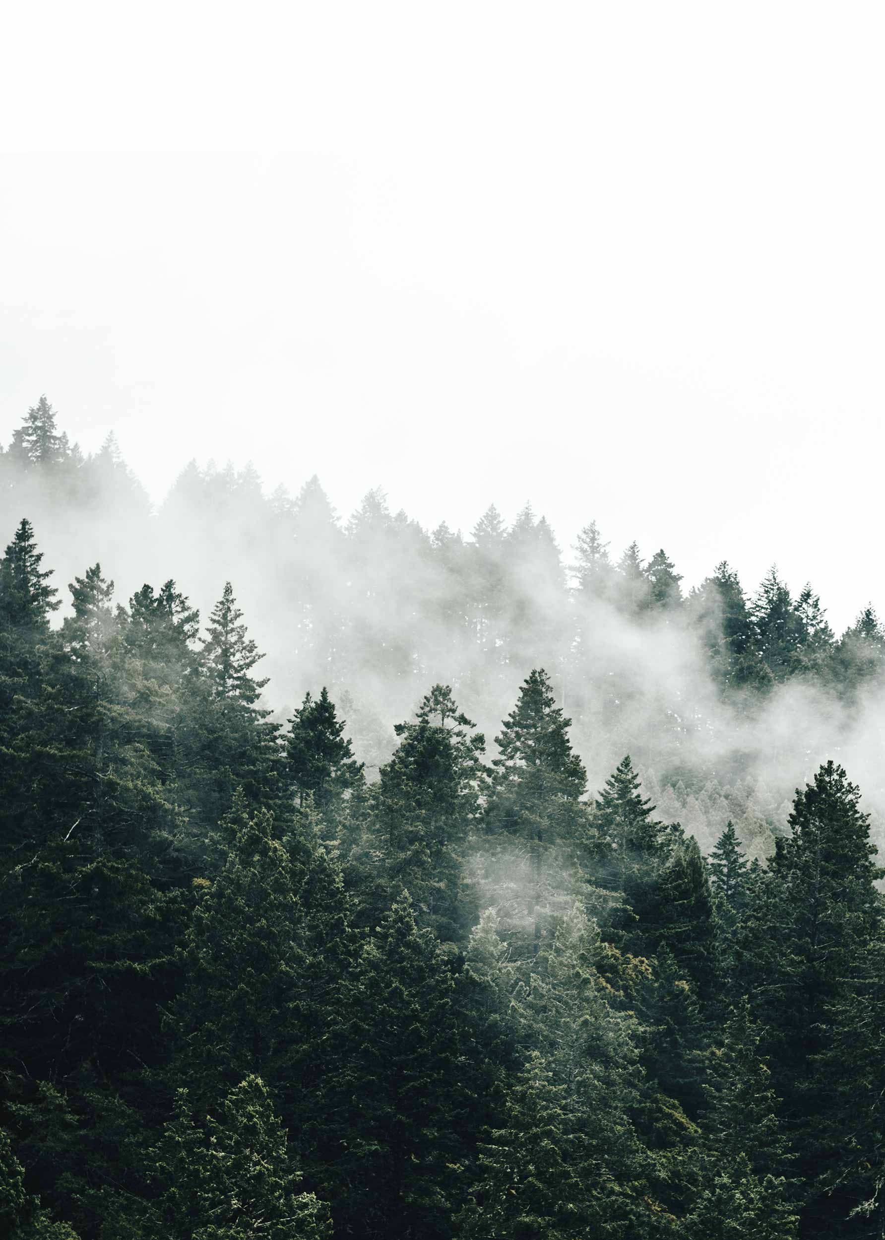 Tree Tops No.2 plakat - Skovfotografi (40x50 cm)