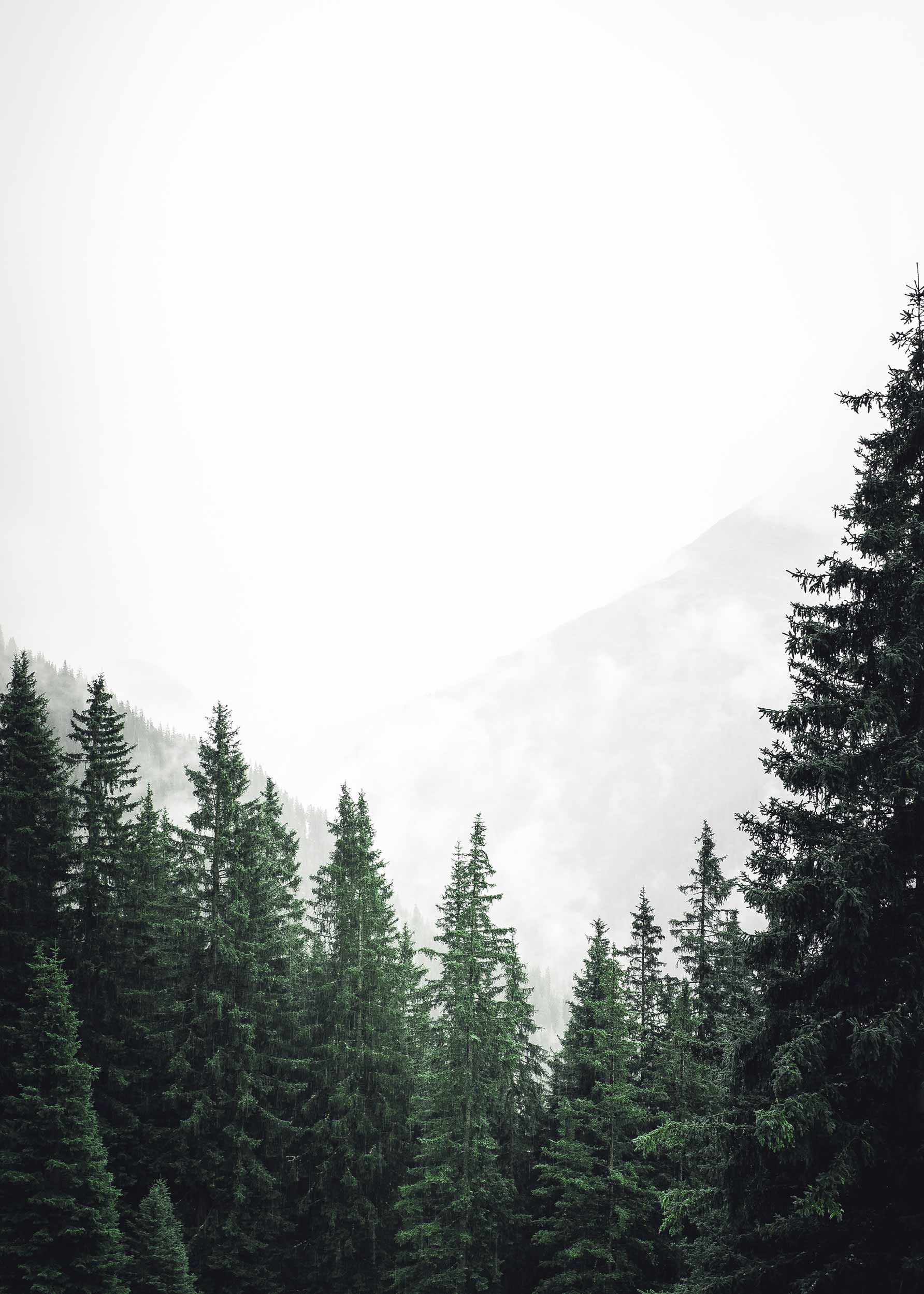 Tree Tops No.3 plakat - Landskabsfotografi (40x50 cm)