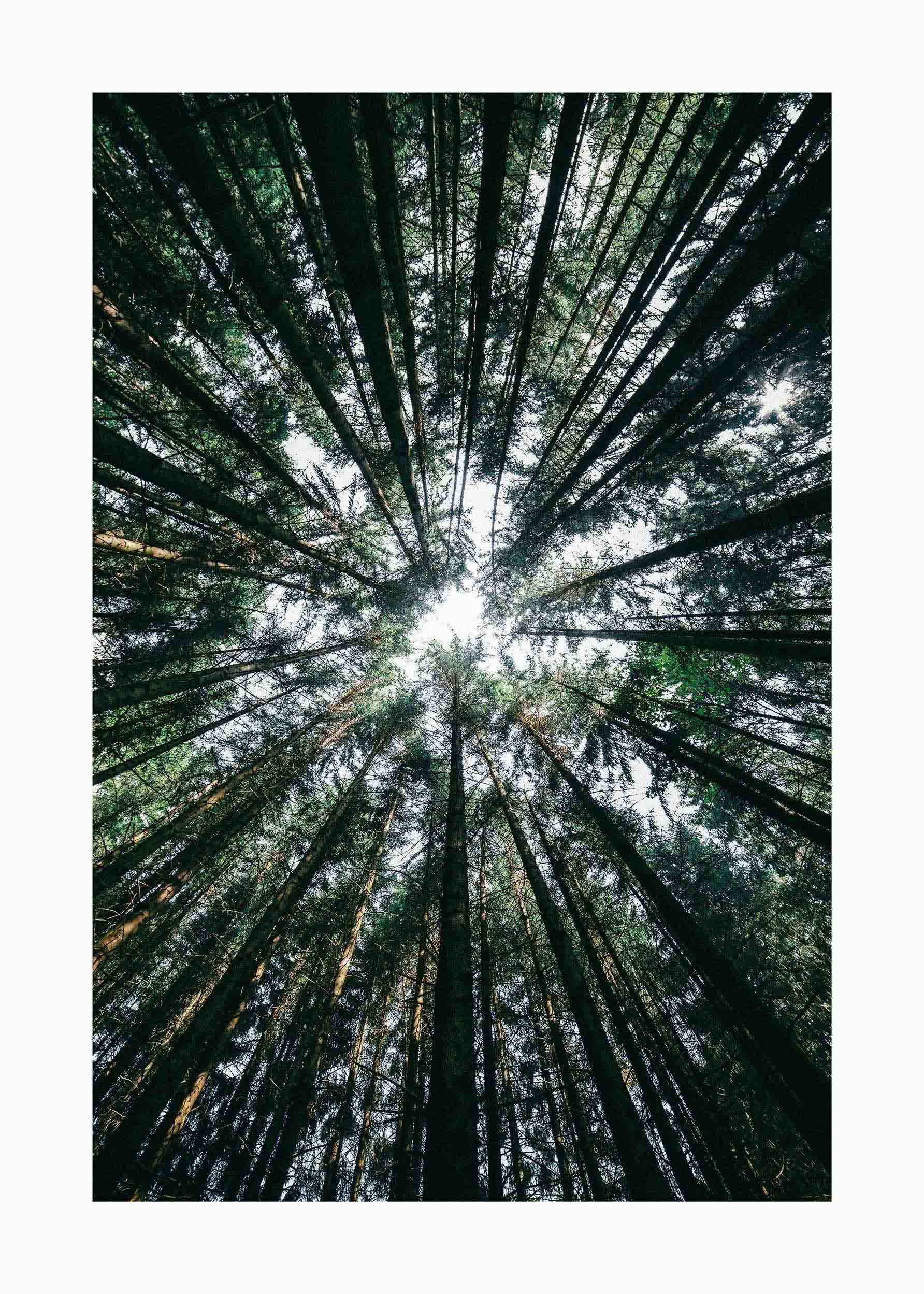 Tree Tops Against Sky plakat - Skovfotografi (40x50 cm)