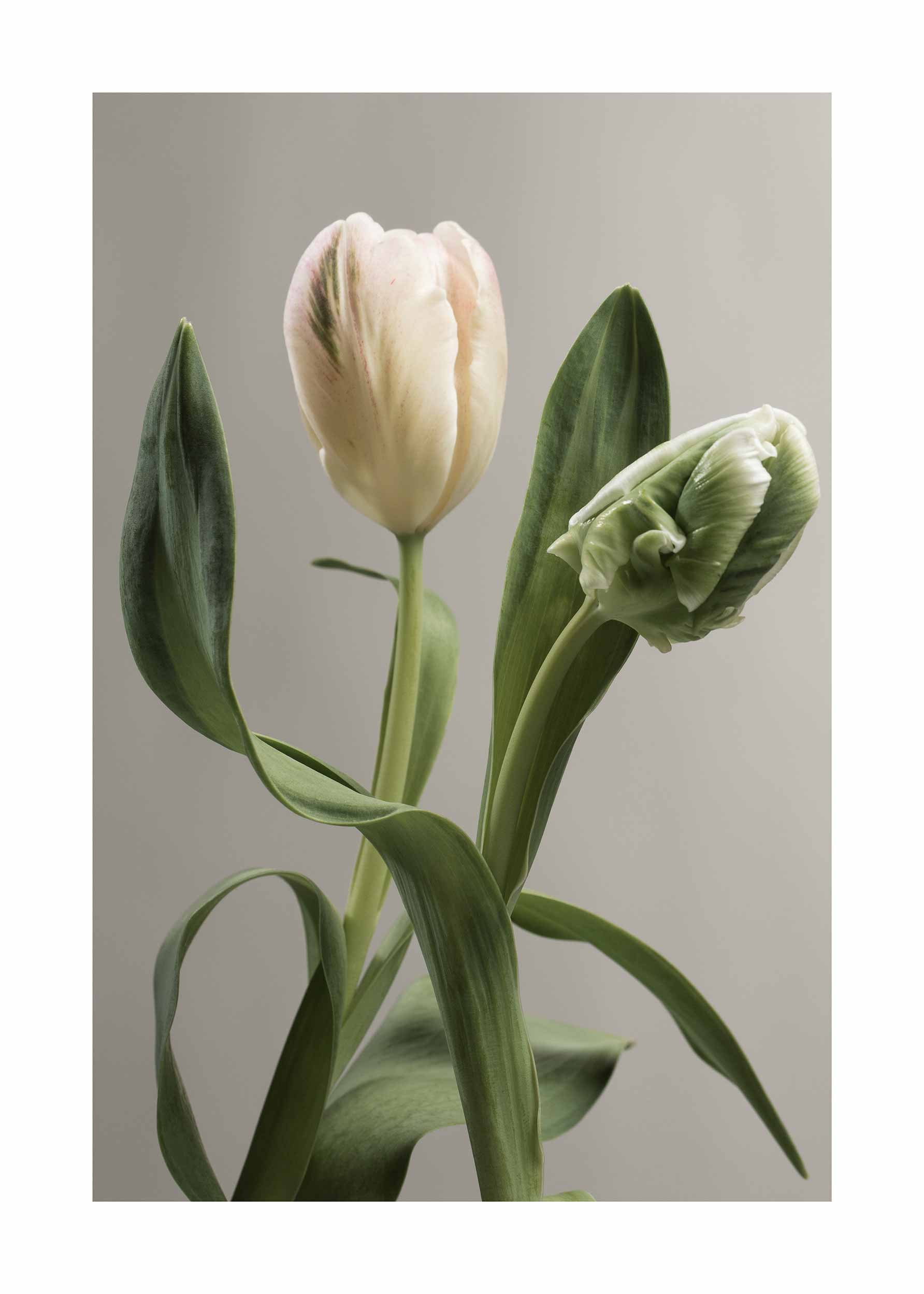 Fresh Tulips Poster - Blumenfotografie (40x50 cm)