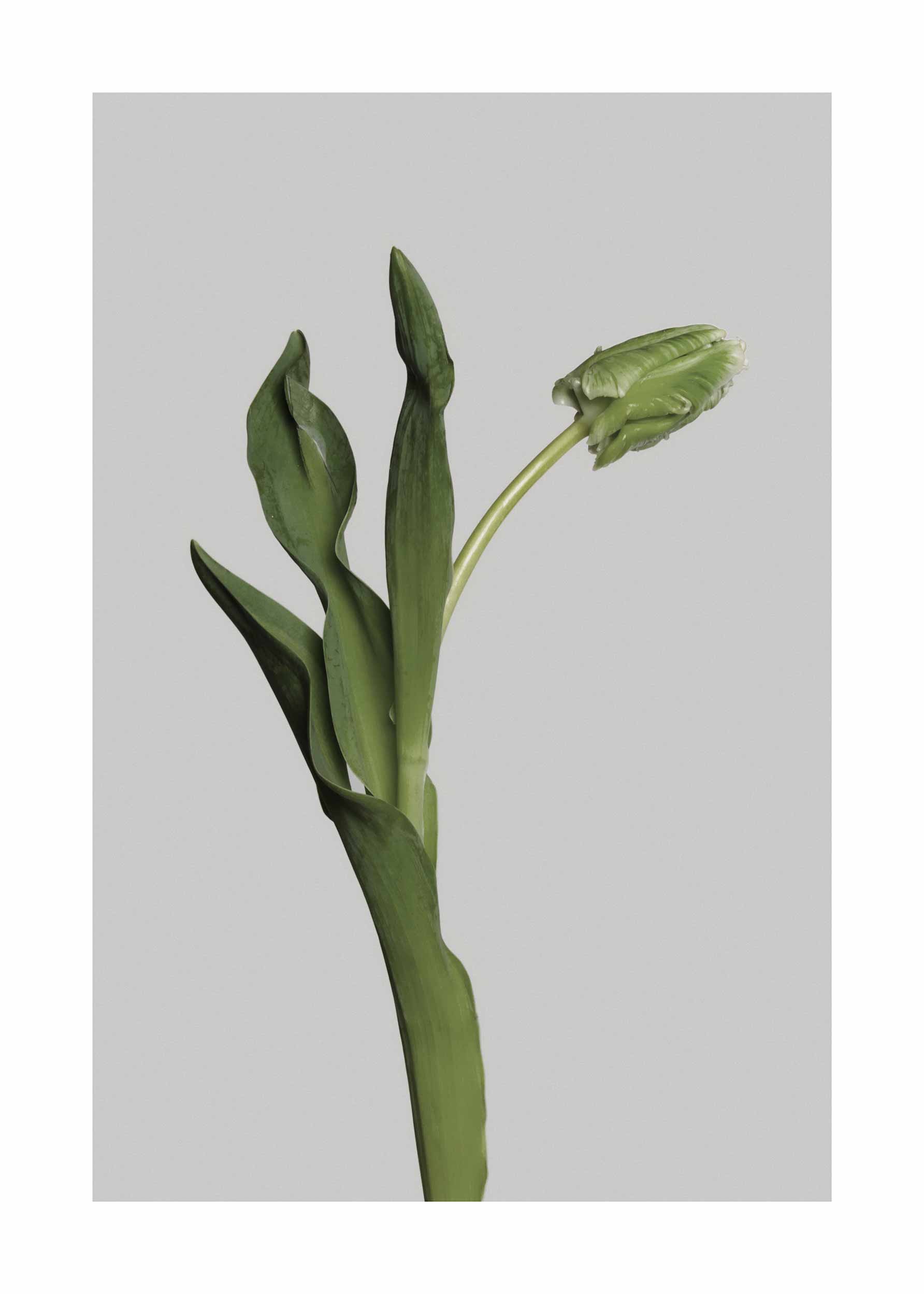 Green Tulip Poster - Blumenfotografie (40x50 cm)