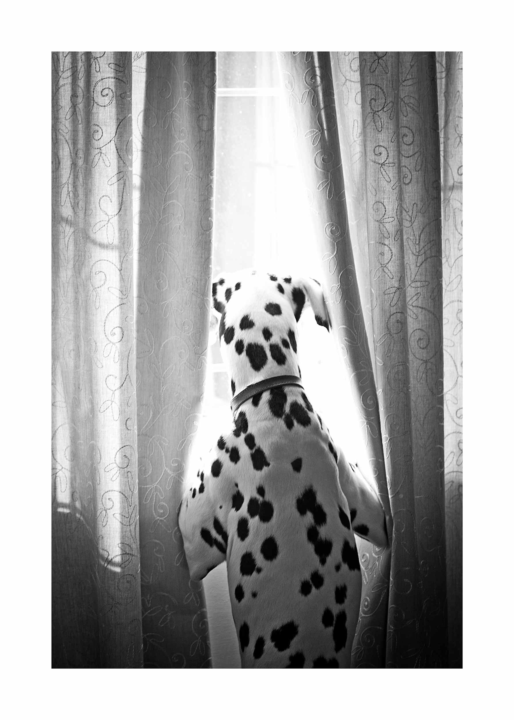 Window Dalmatian plakat - Sort-hvid dyreillustration (30x40 cm)