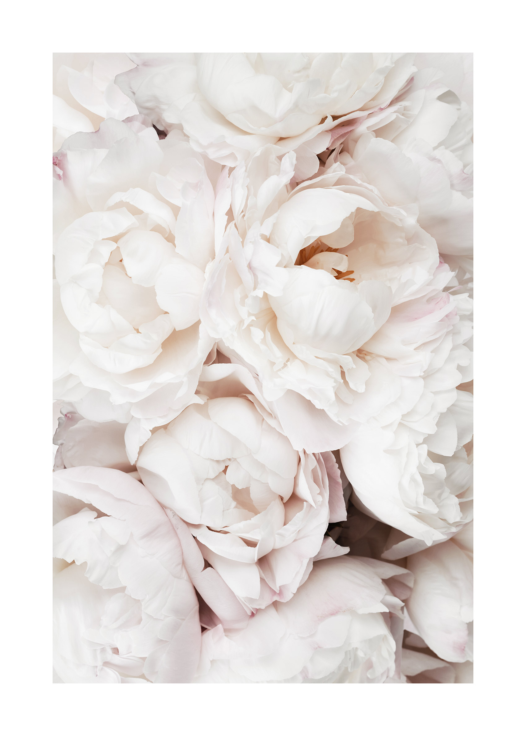 White Peonies Poster - Blumenfotografie (70x100 cm)