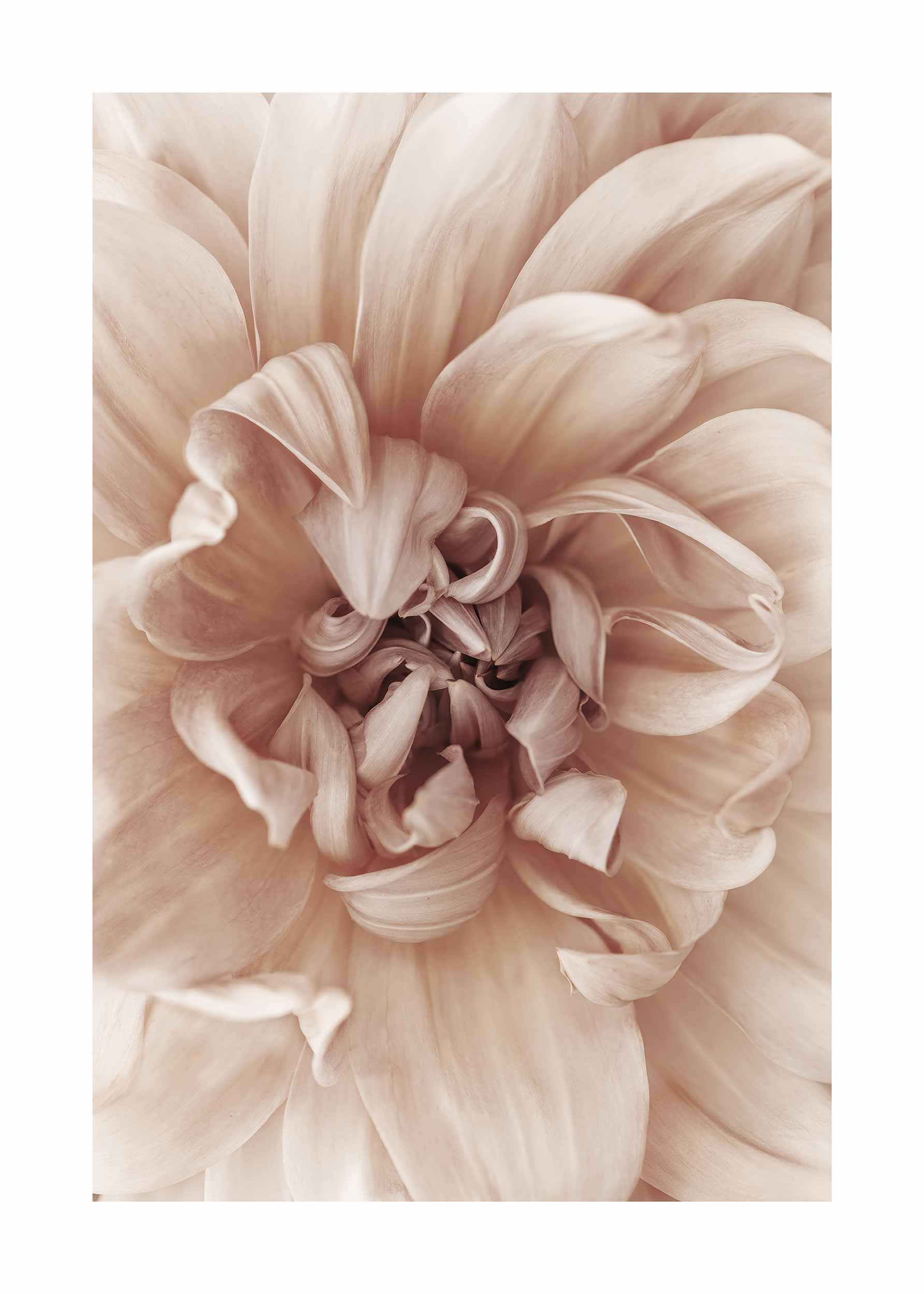 Beige Dahlia Poster - Blumenfotografie (70x100 cm)