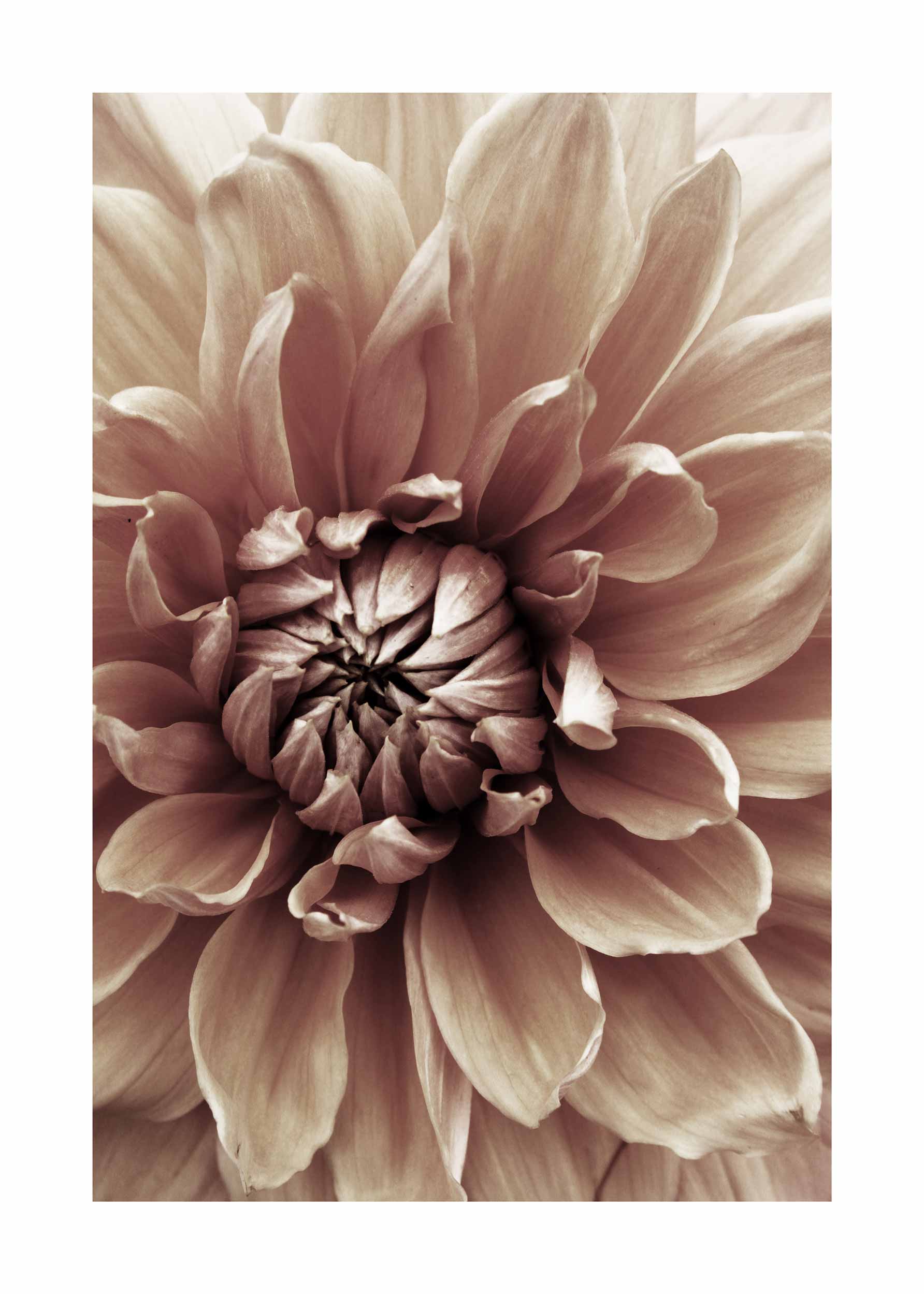 Earth Dahlia Poster - Blumenillustration in Nahaufnahme (70x100 cm)