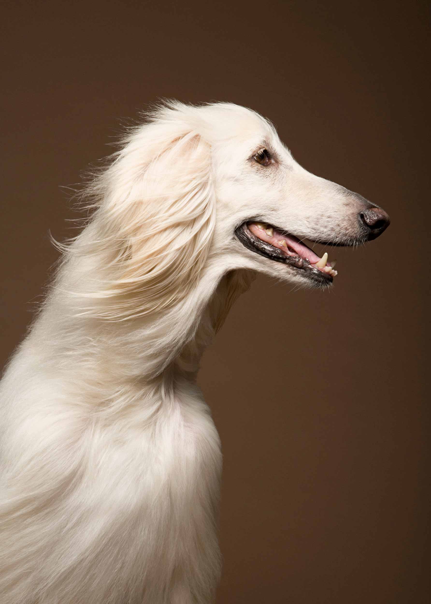 Afghan Hound Poster - Animal photography (50x70 cm)
