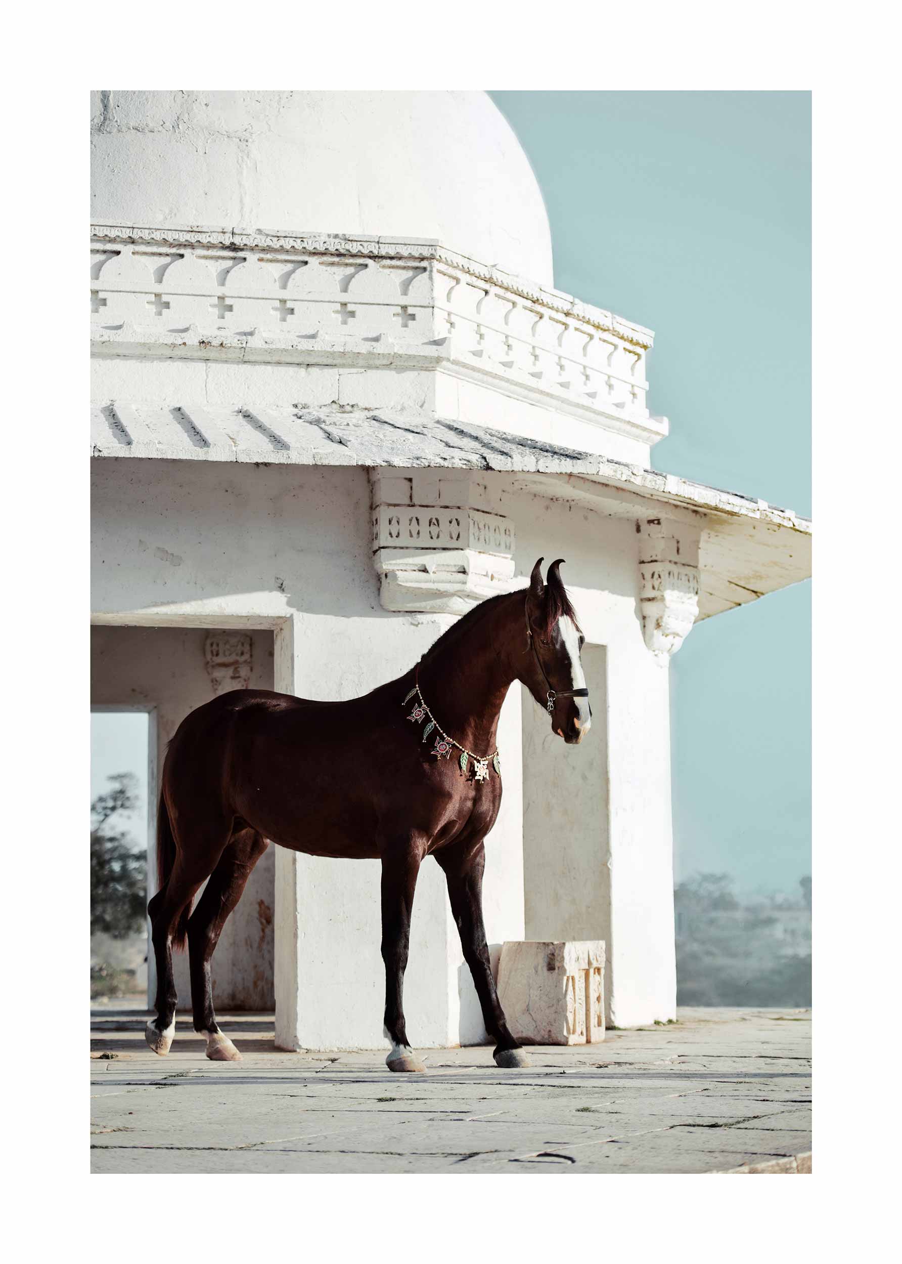 Marwari Horse Poster - Animal photography (30x40 cm)
