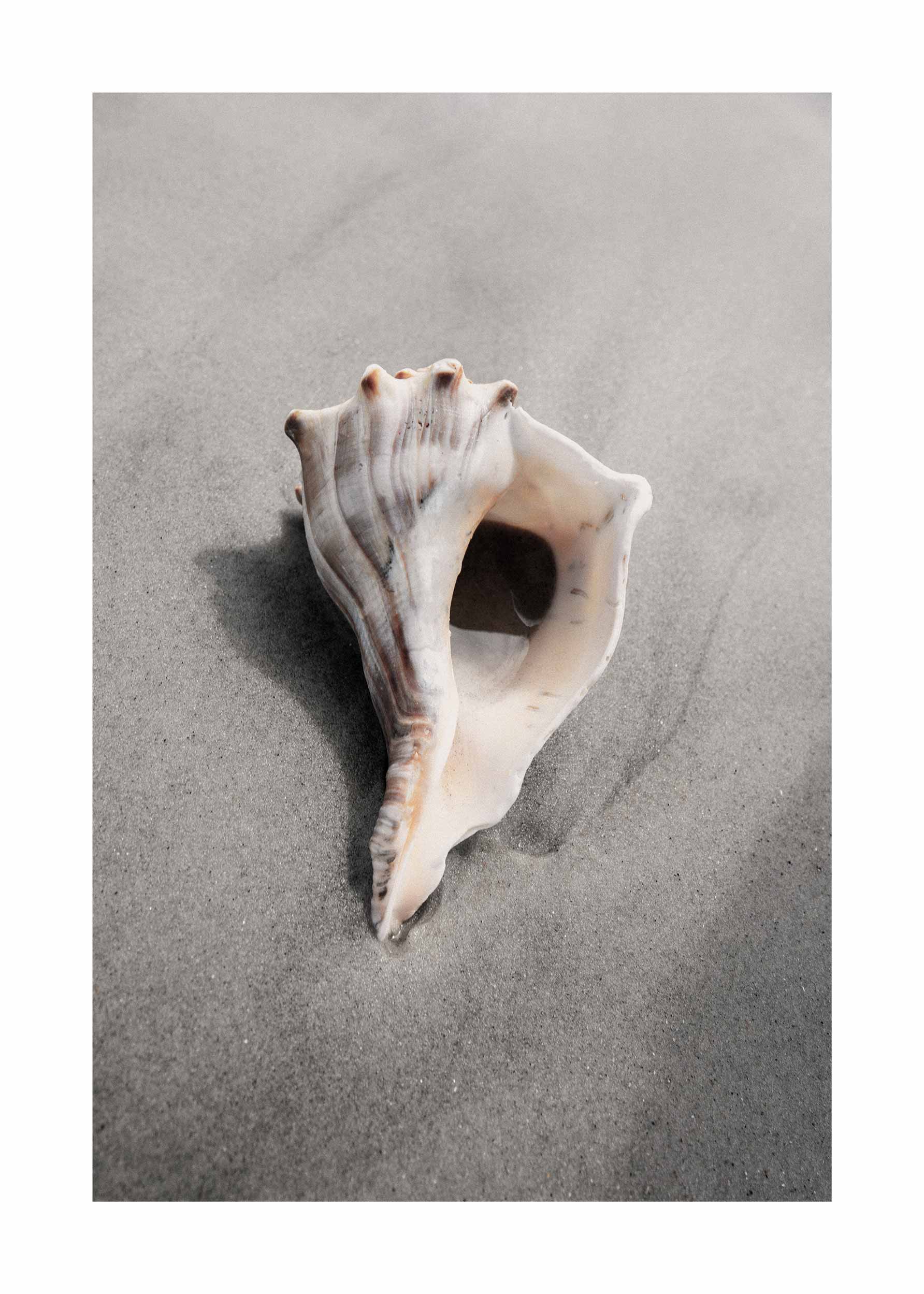 Sea Shell in Florida Poster - Beach photography (40x50 cm)