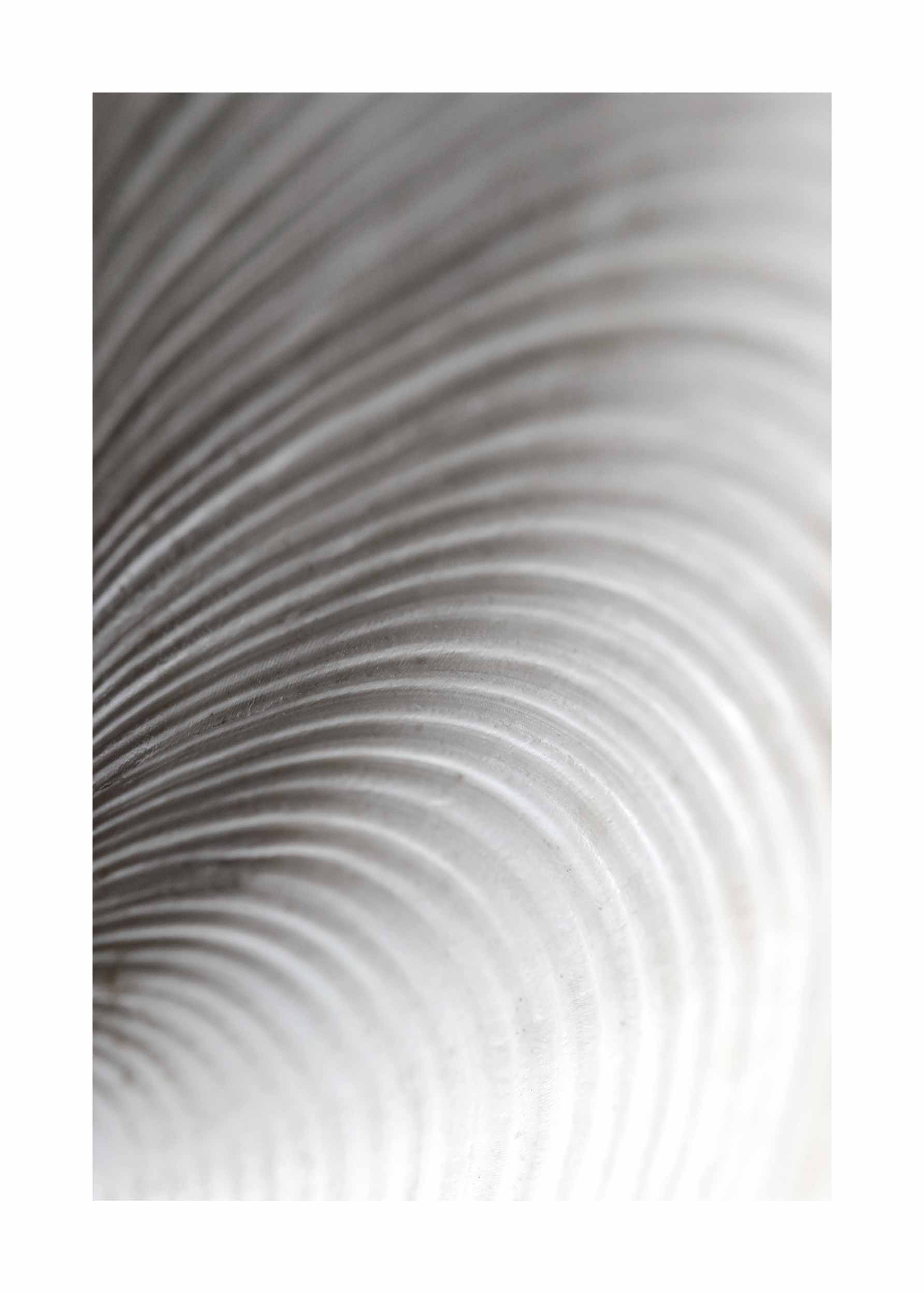 Seashell Macro Poster - Abstract illustration (21x30 cm)