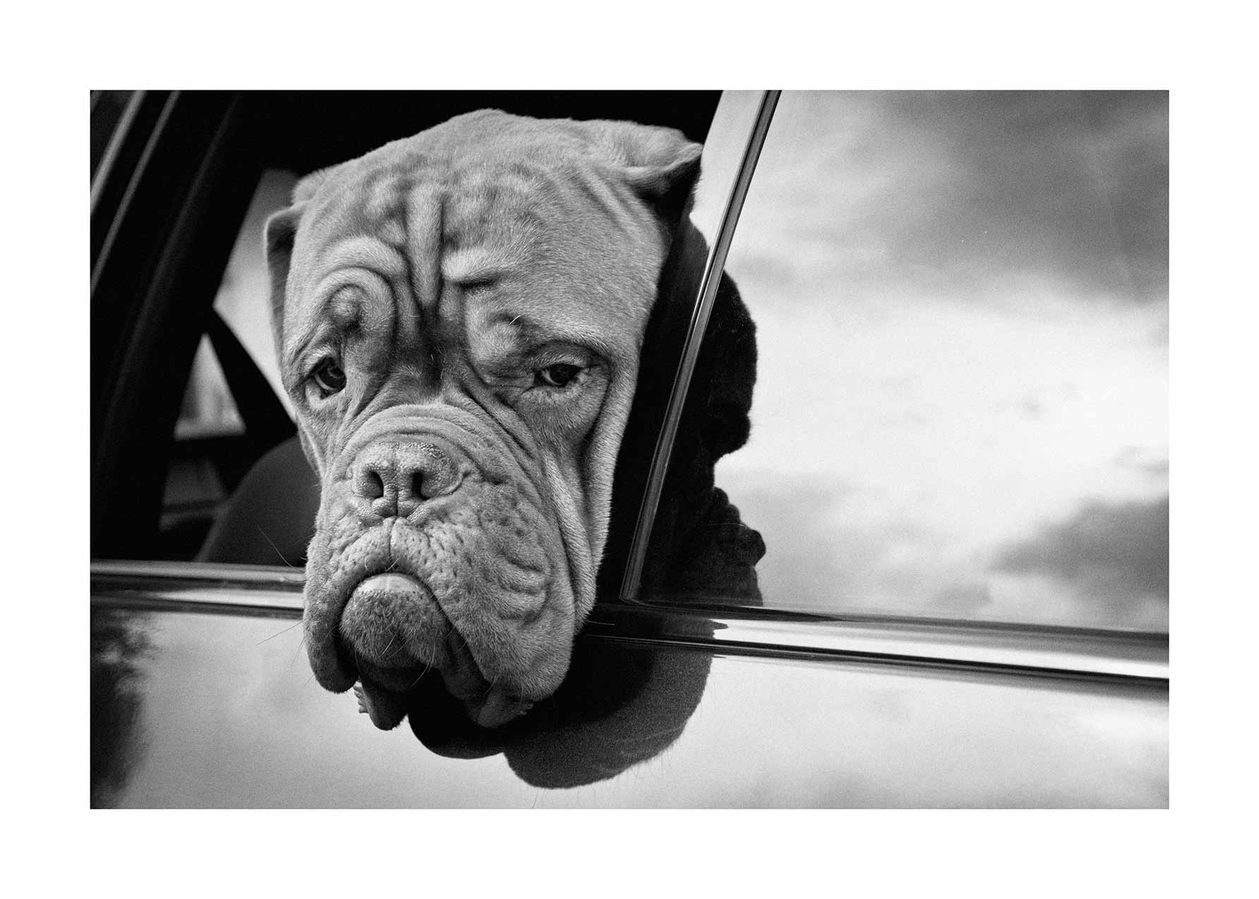 Dog in Car Poster - Schwarzweiß Tierfotografie (50x70 cm)