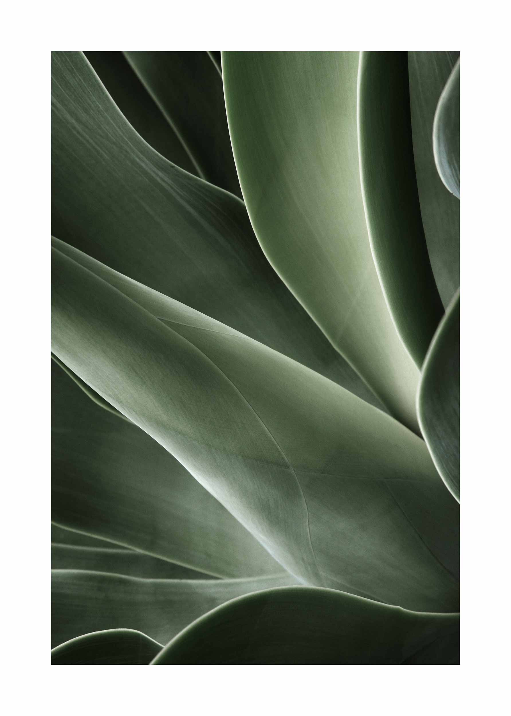 Cactus Plant plakat - Botanisk illustration (30x40 cm)