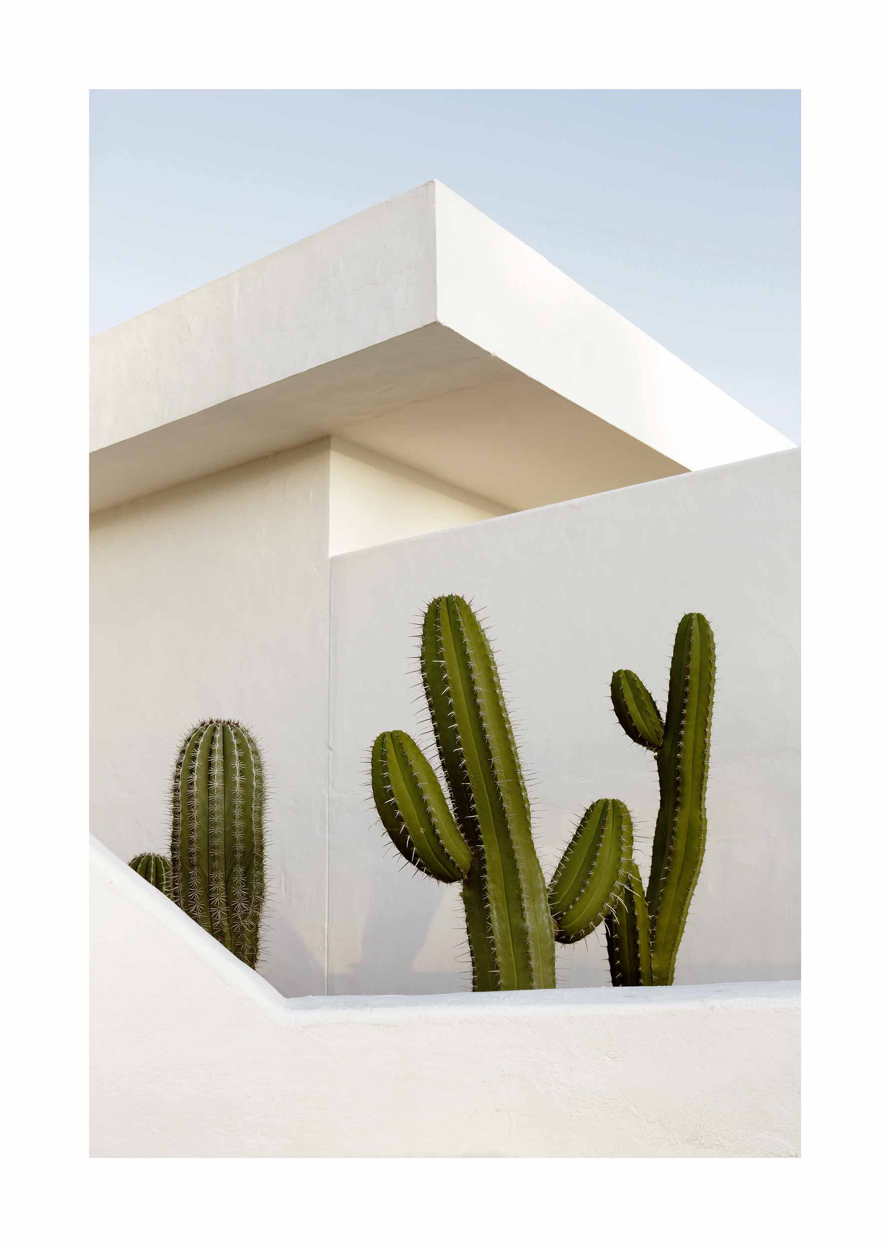 Cactus House poster - Cactus photography (50x70 cm)