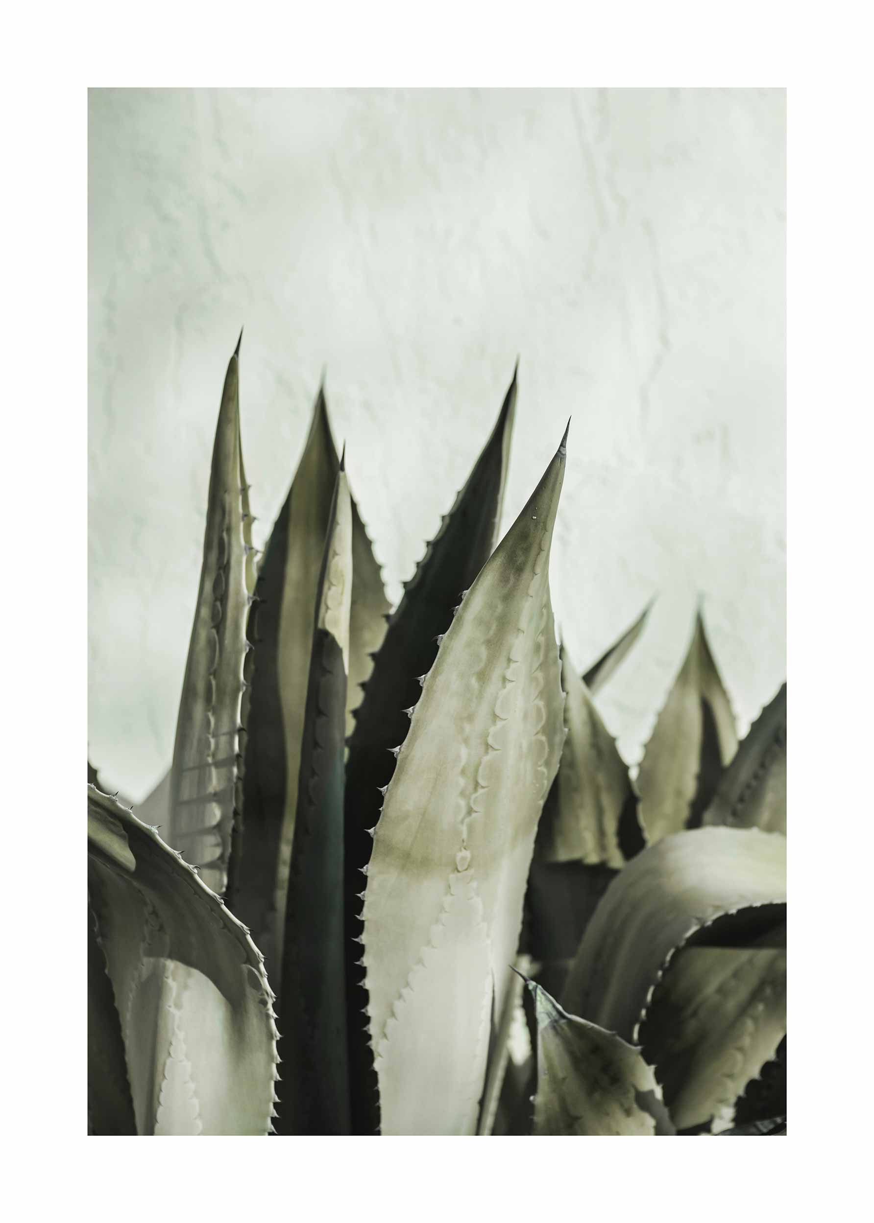 Agave Mint Wall Poster - Botanical illustration (30x40 cm)