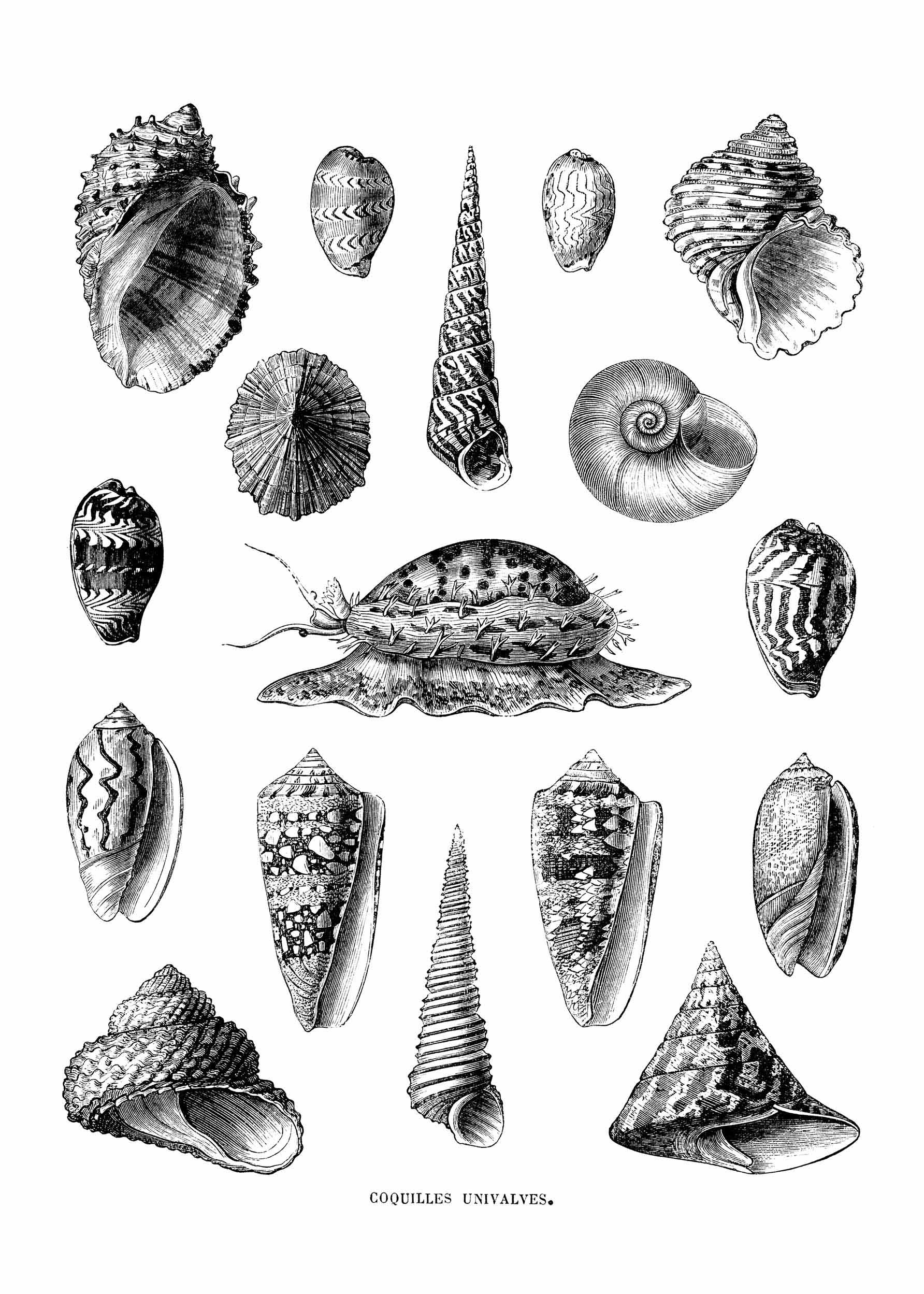 Vintage Shells Poster - Shell illustration (30x40 cm)