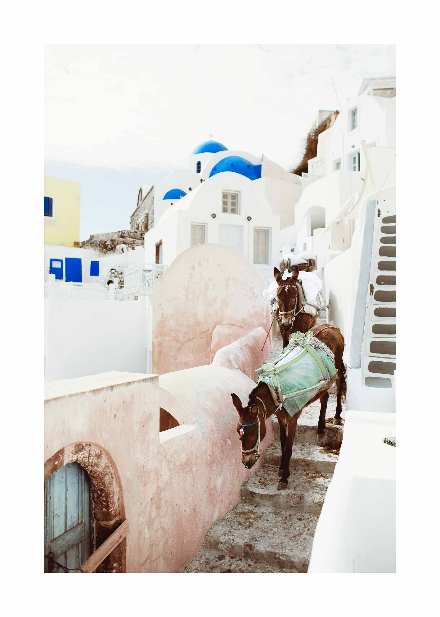 Walking Donkeys Poster - Tierfotografie (30x40 cm)