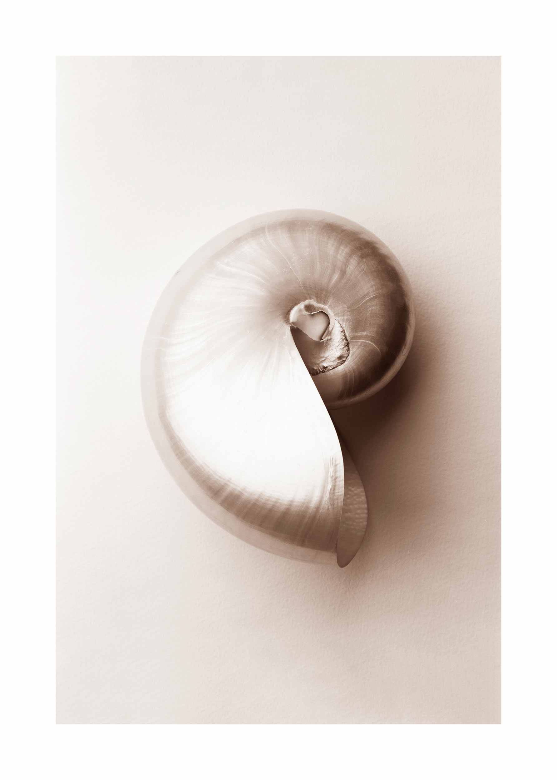 Pale Sea Shells Poster - Muschelfotografie (21x30 cm)