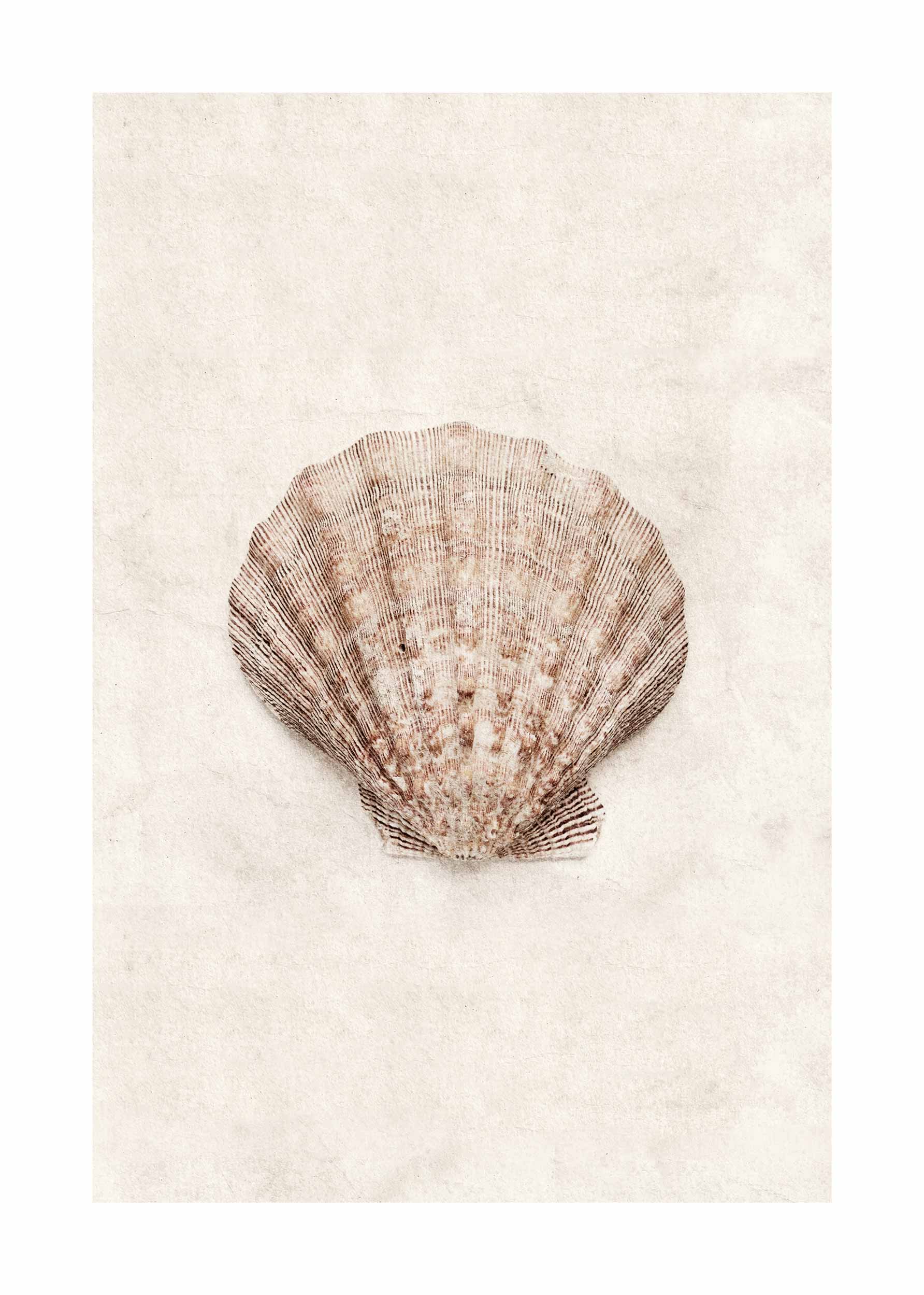 Scallop Shell plakat - Muslingeillustration (21x30 cm)