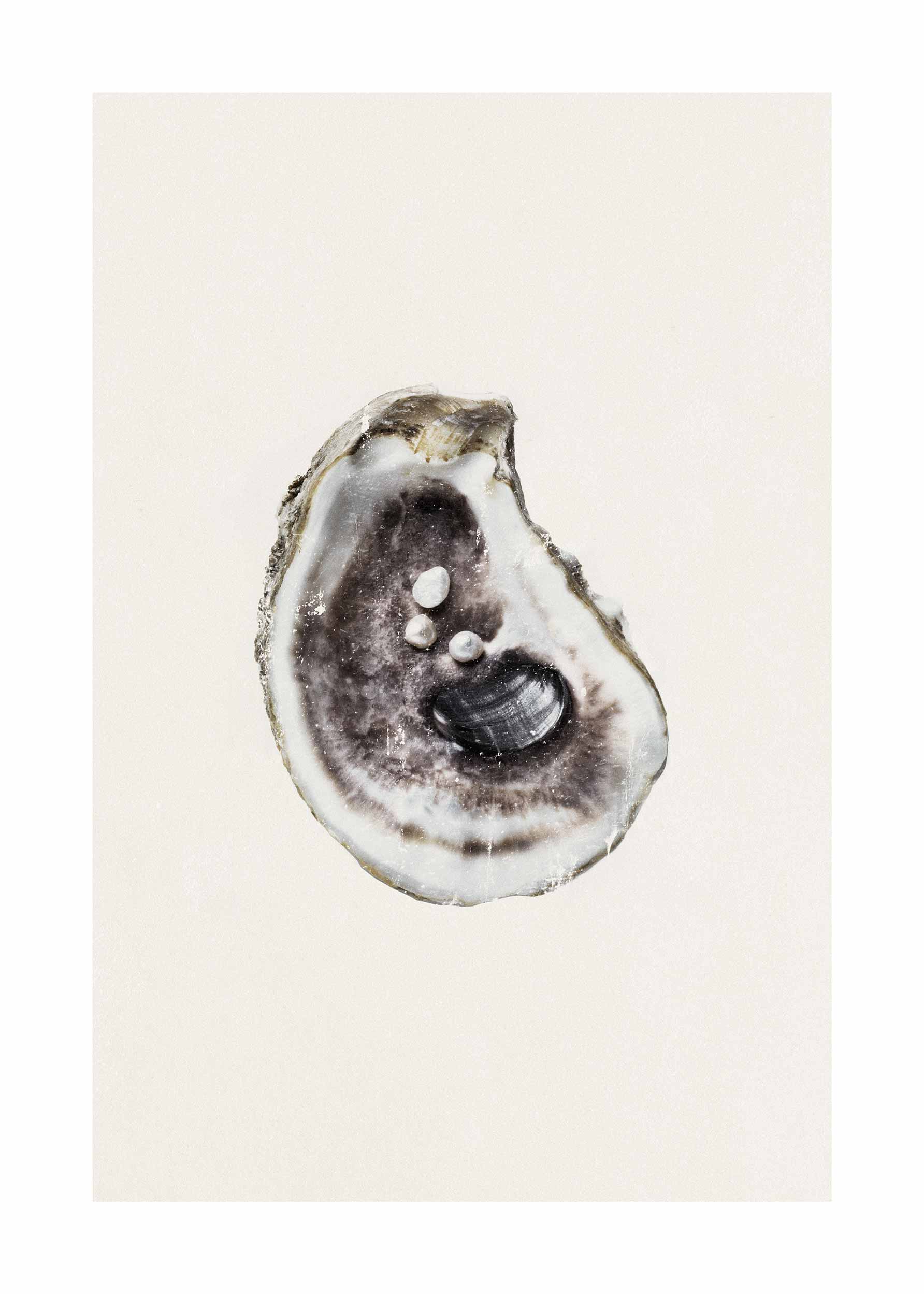 Empty Oyster Poster - Oyster illustration (40x50 cm)
