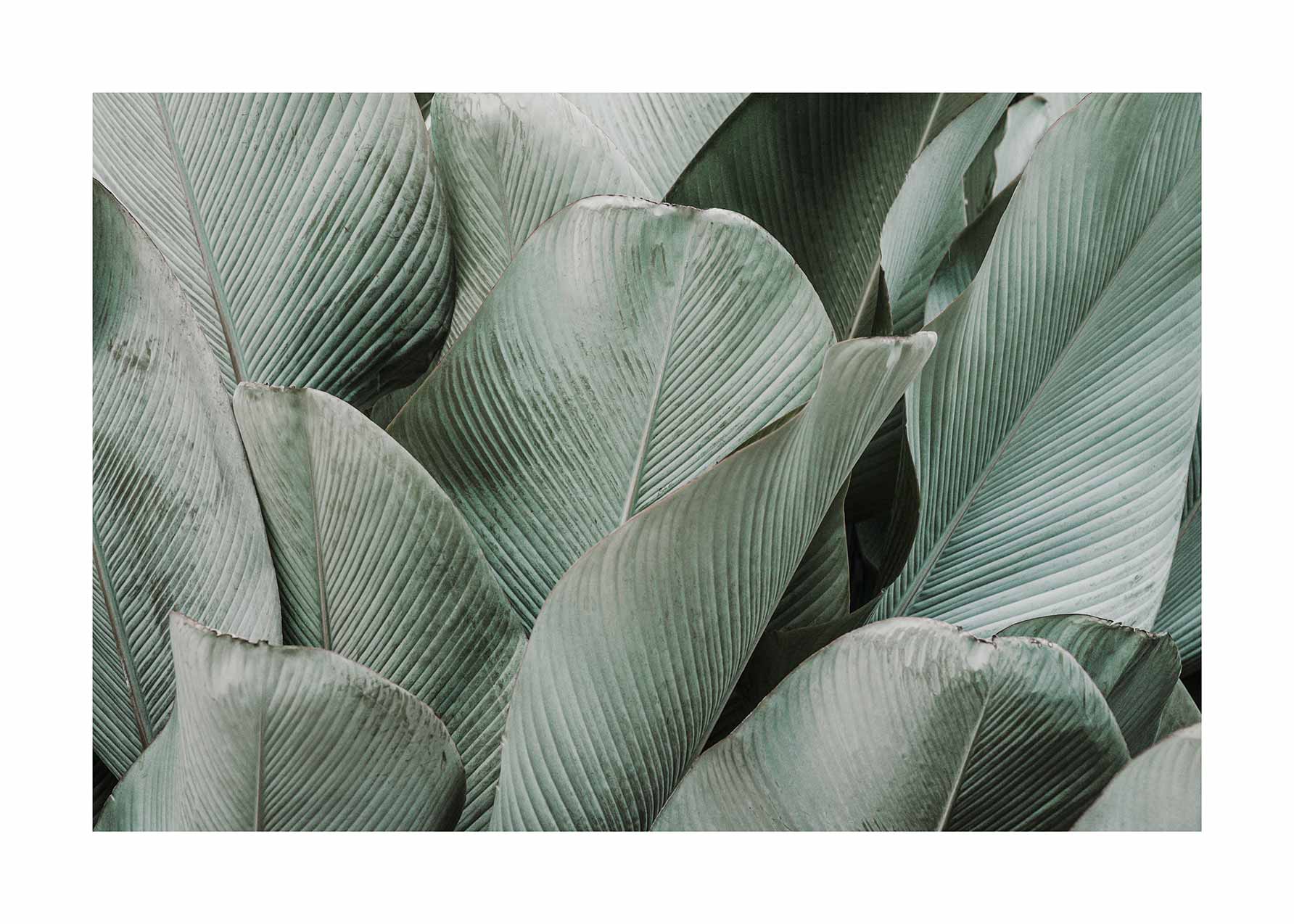 Green Tropical Leaves Poster - Botanical illustration (40x50 cm)