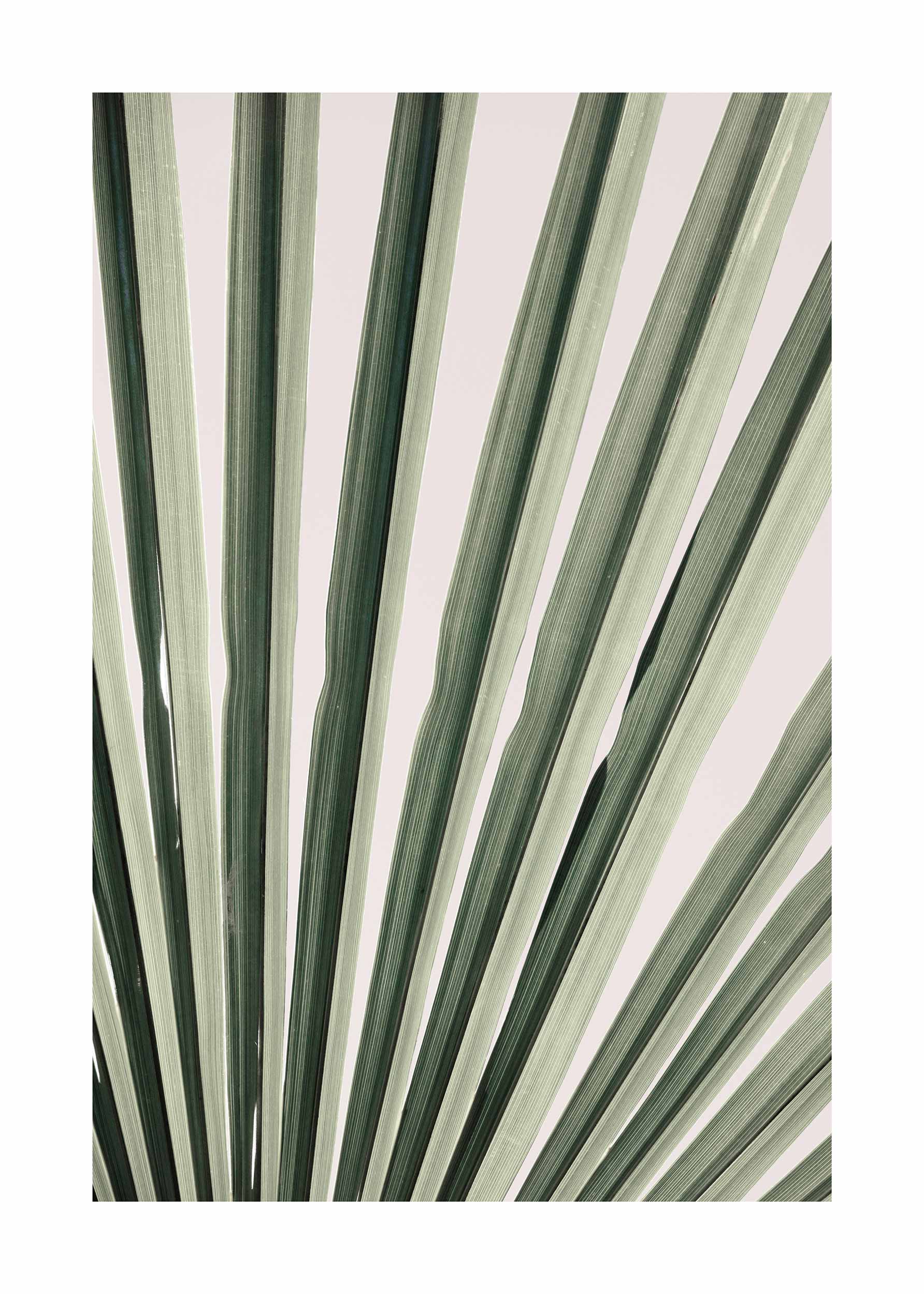 Tropical Palm Leaf No.3 Poster - Pflanzenillustration (40x50 cm)