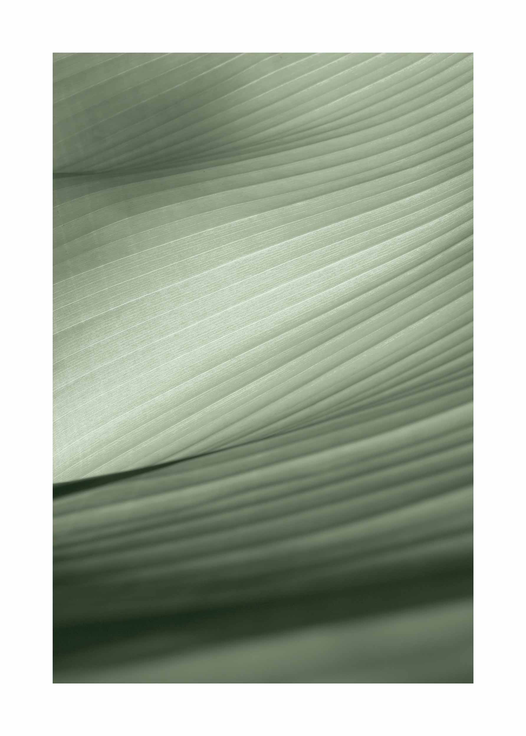 Banana Leaf Close-Up Poster - Botanical illustration (50x70 cm)