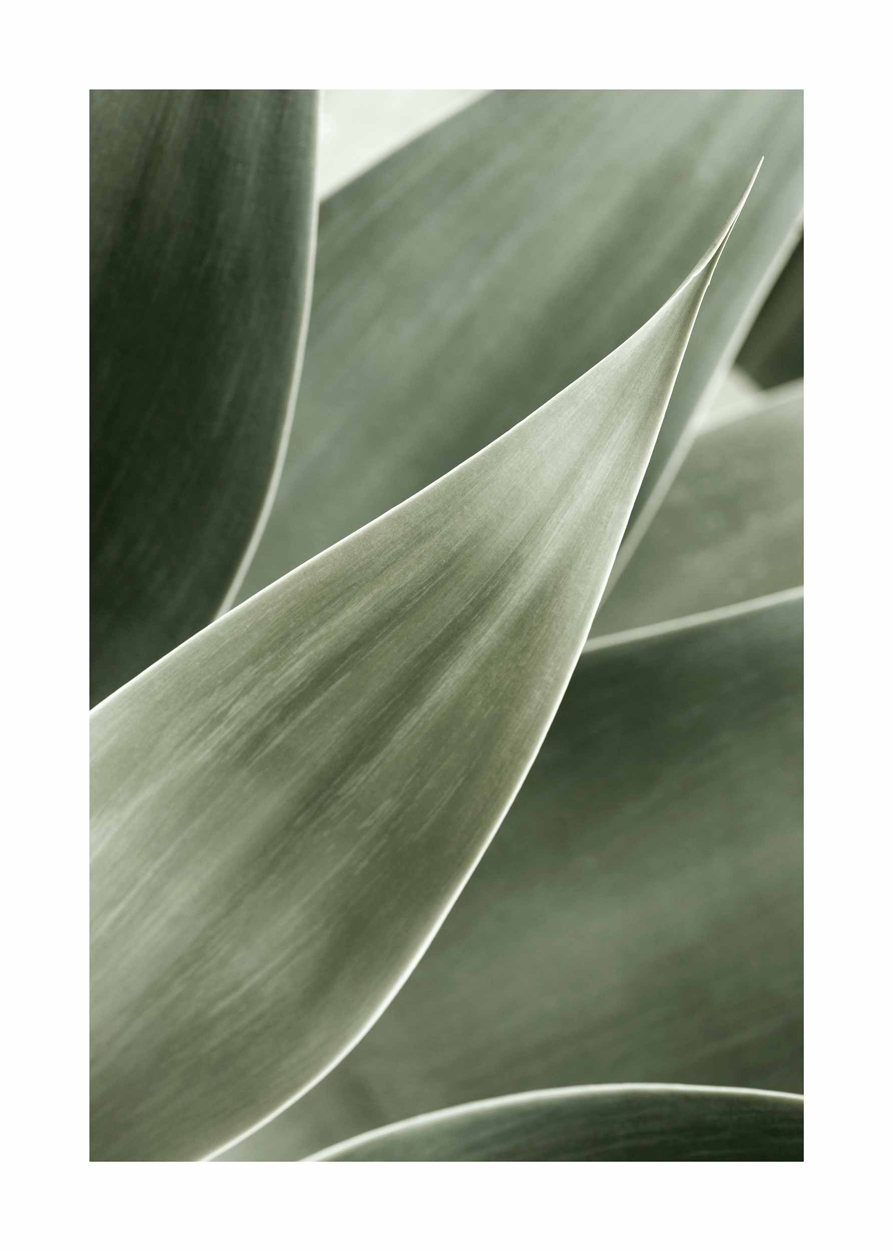 Agave Close-Up Poster - Botanical photo (30x40 cm)