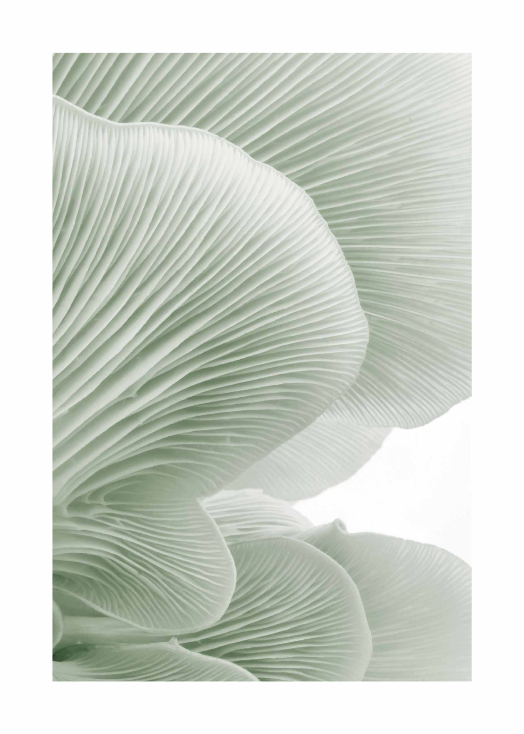 Mint Oyster Poster - Botanical illustration (40x50 cm)