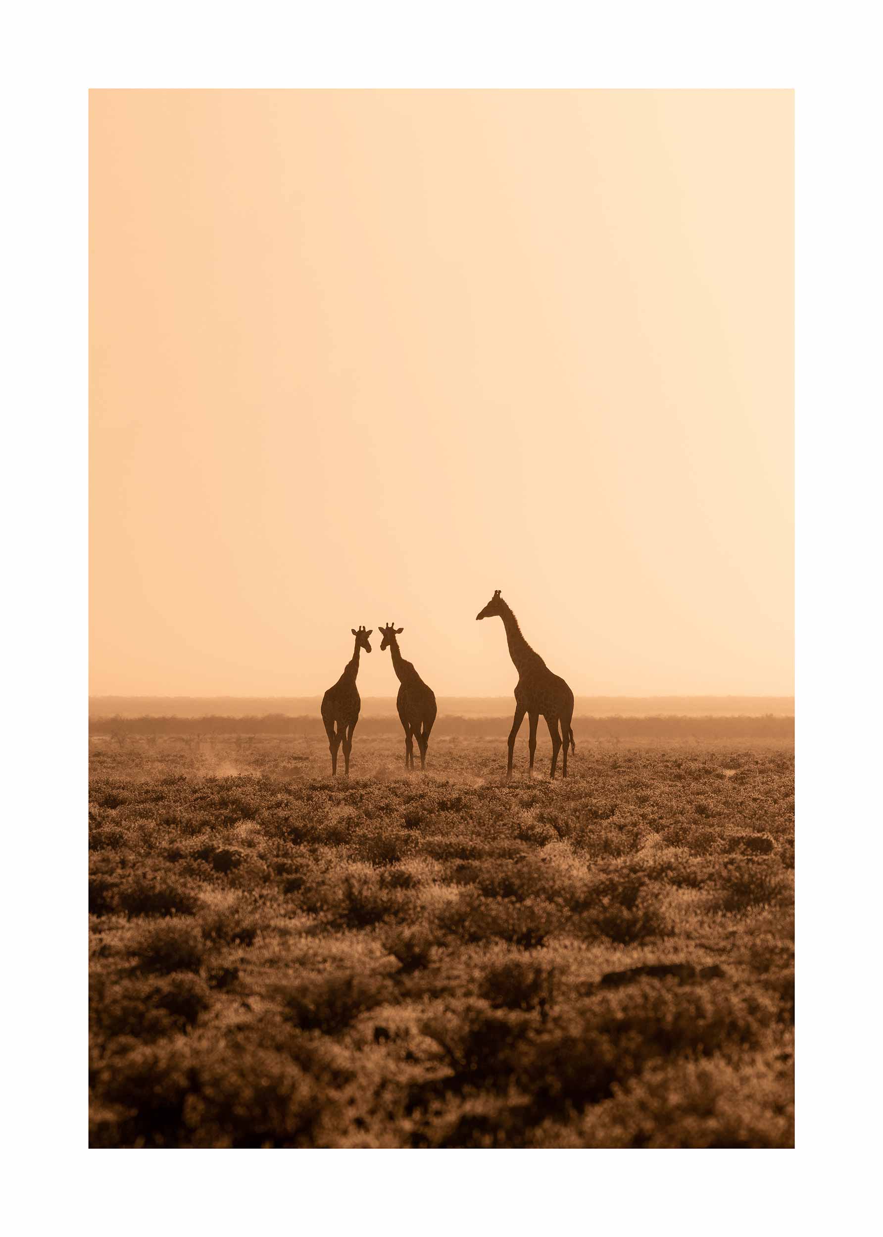 Giraffe Sunset plakat - Girafillustration (30x40 cm)