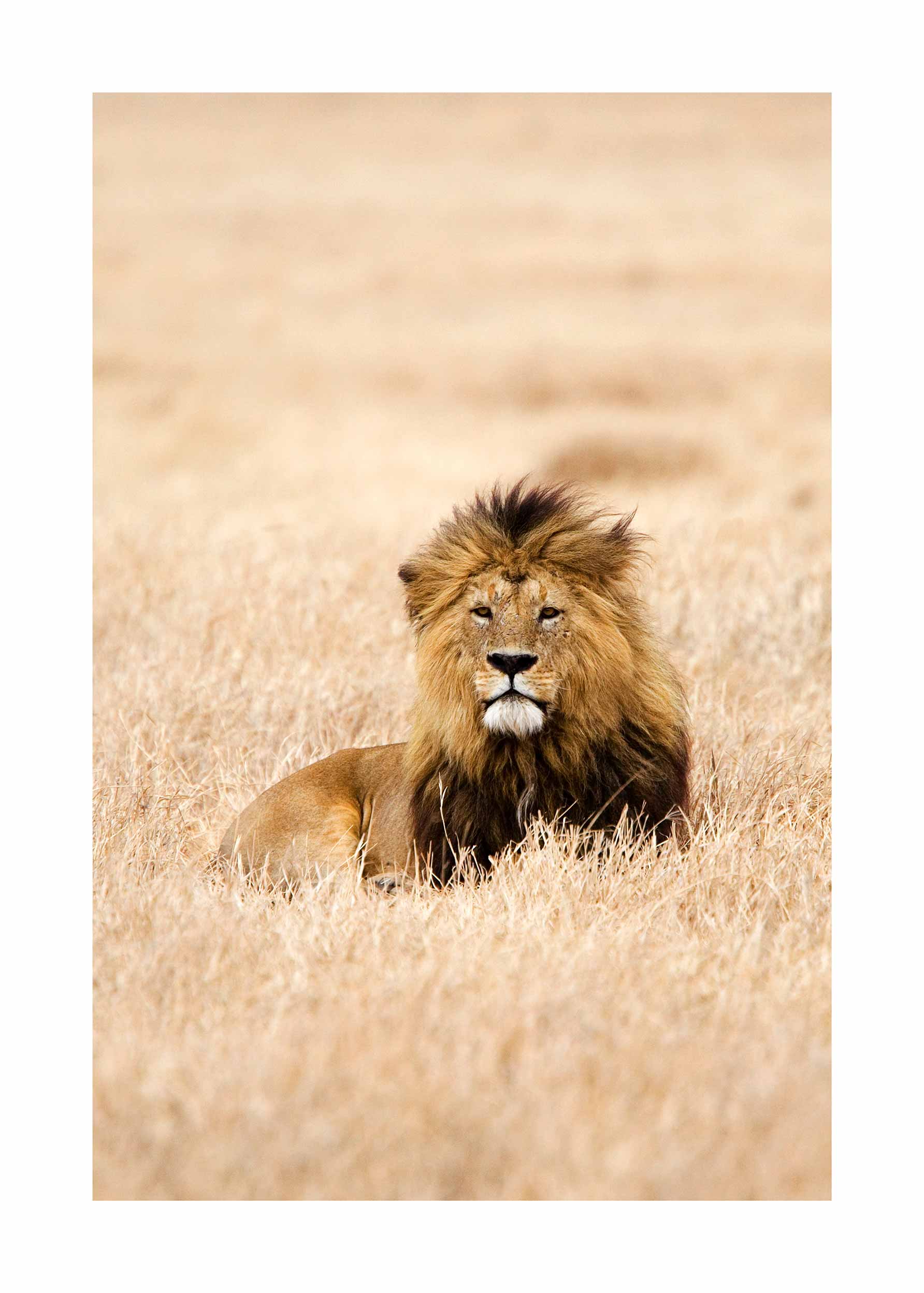 Lion Savannah poster - Lion photography (30x40 cm)