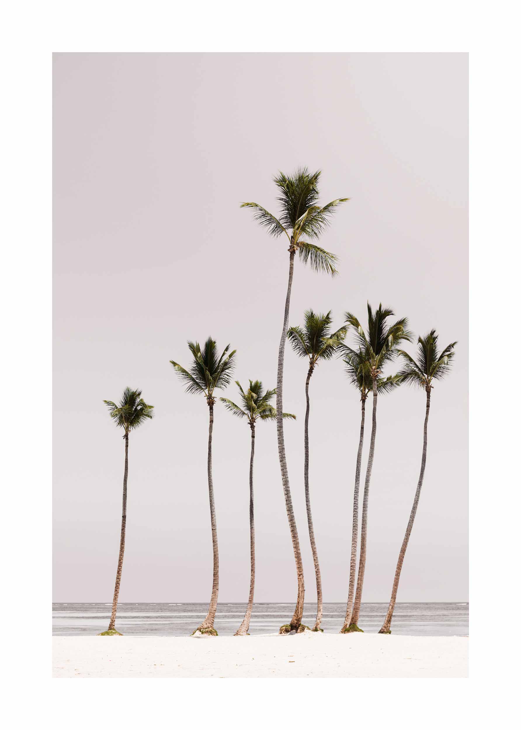 Palm Family poster - Palm illustration (50x70 cm)