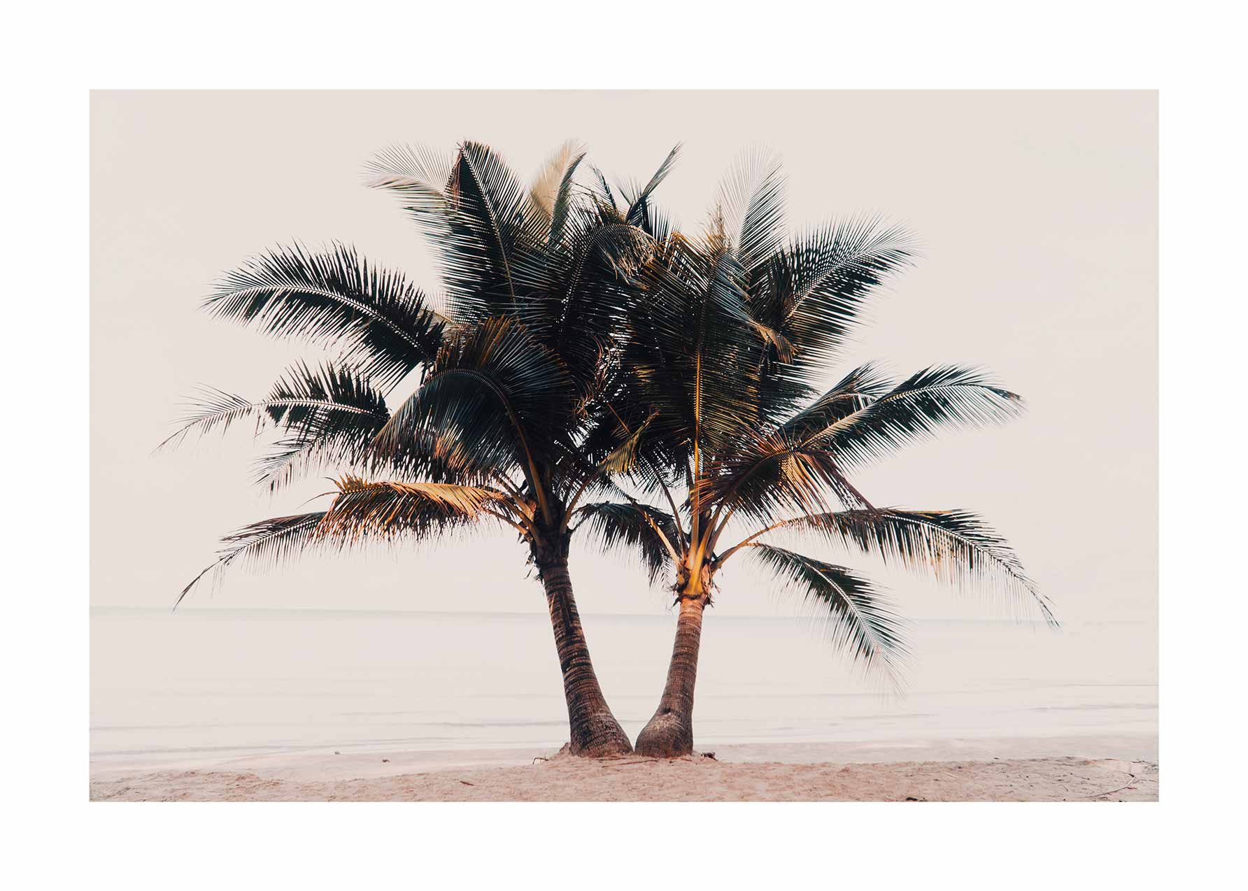 Golden Hour Palm Poster - Beach photography (50x70 cm)