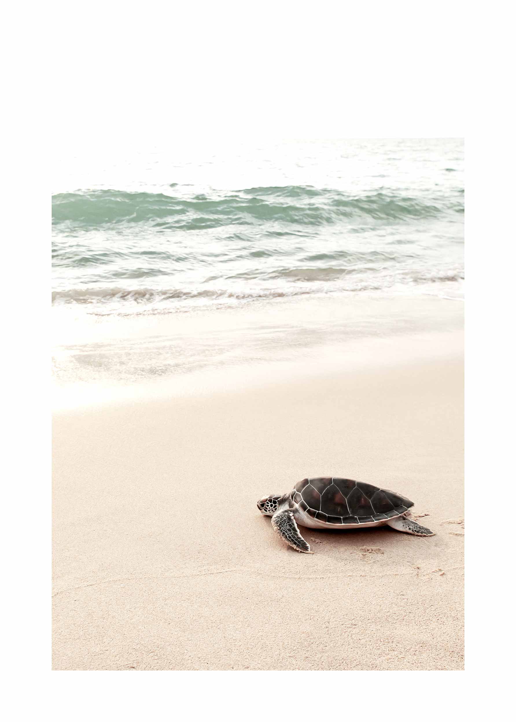Sunrise Turtle plakat - Dyrefotografi (40x50 cm)