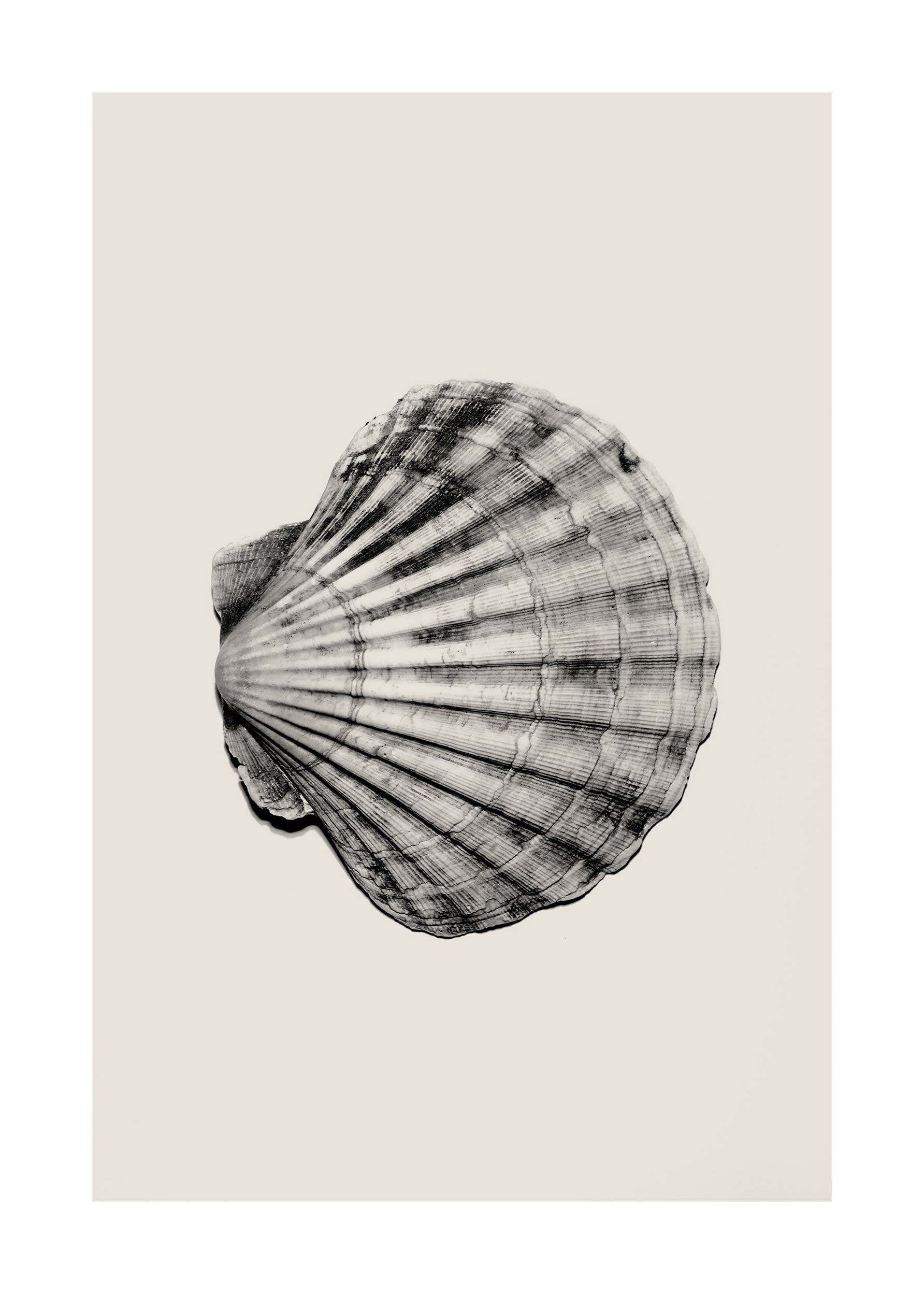 Beige Shell No.1 Poster - Shell illustration (30x40 cm)