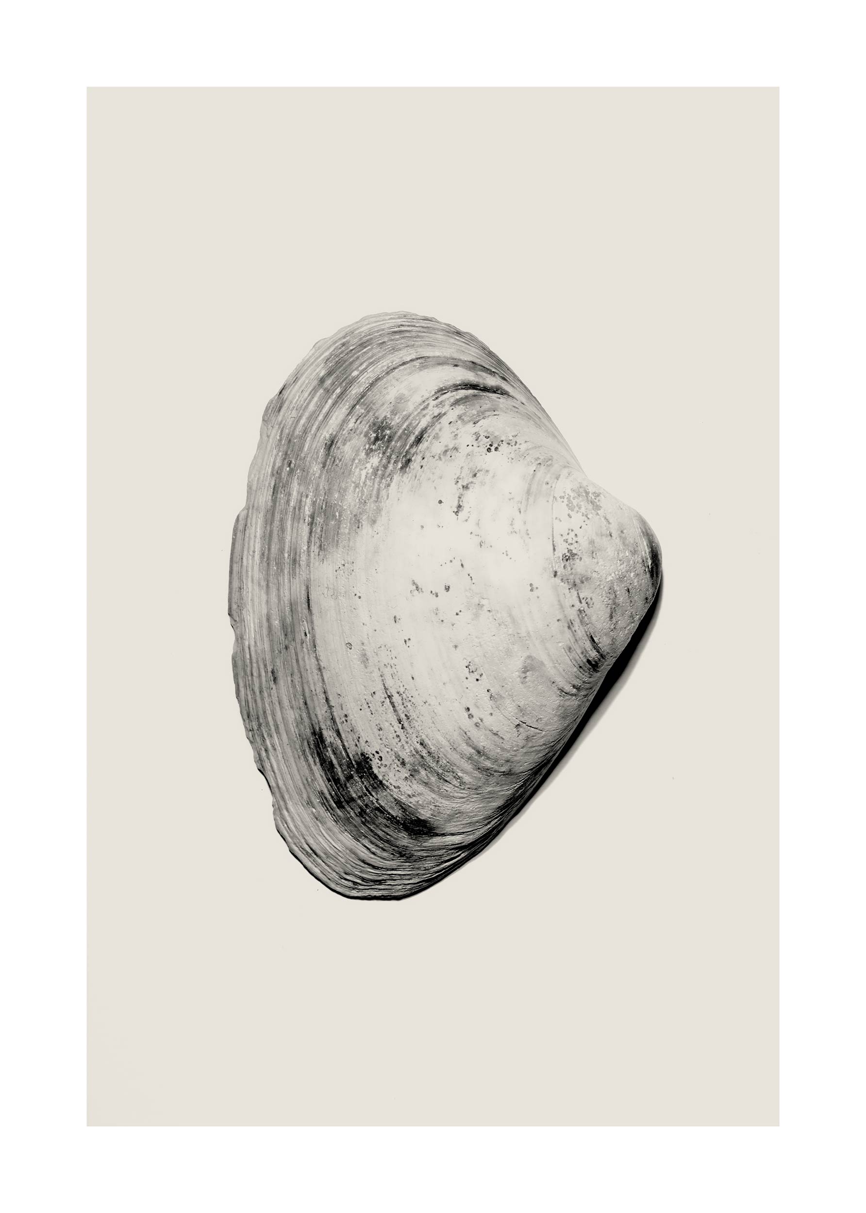 Beige Shell No.3 plakat - Muslingeillustration (21x30 cm)