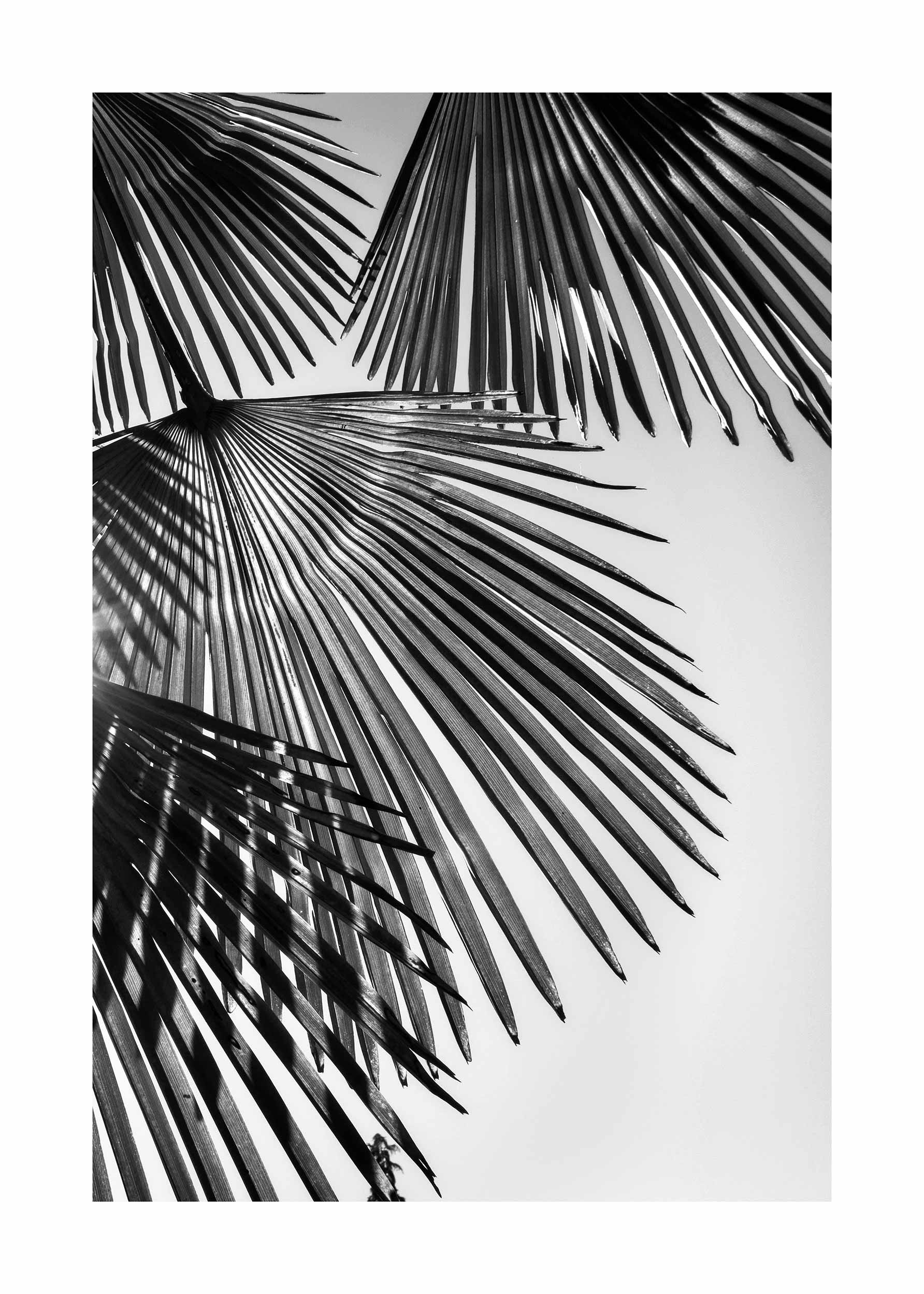 Black Palm Tree Poster - Tropical leaf illustration (30x40 cm)