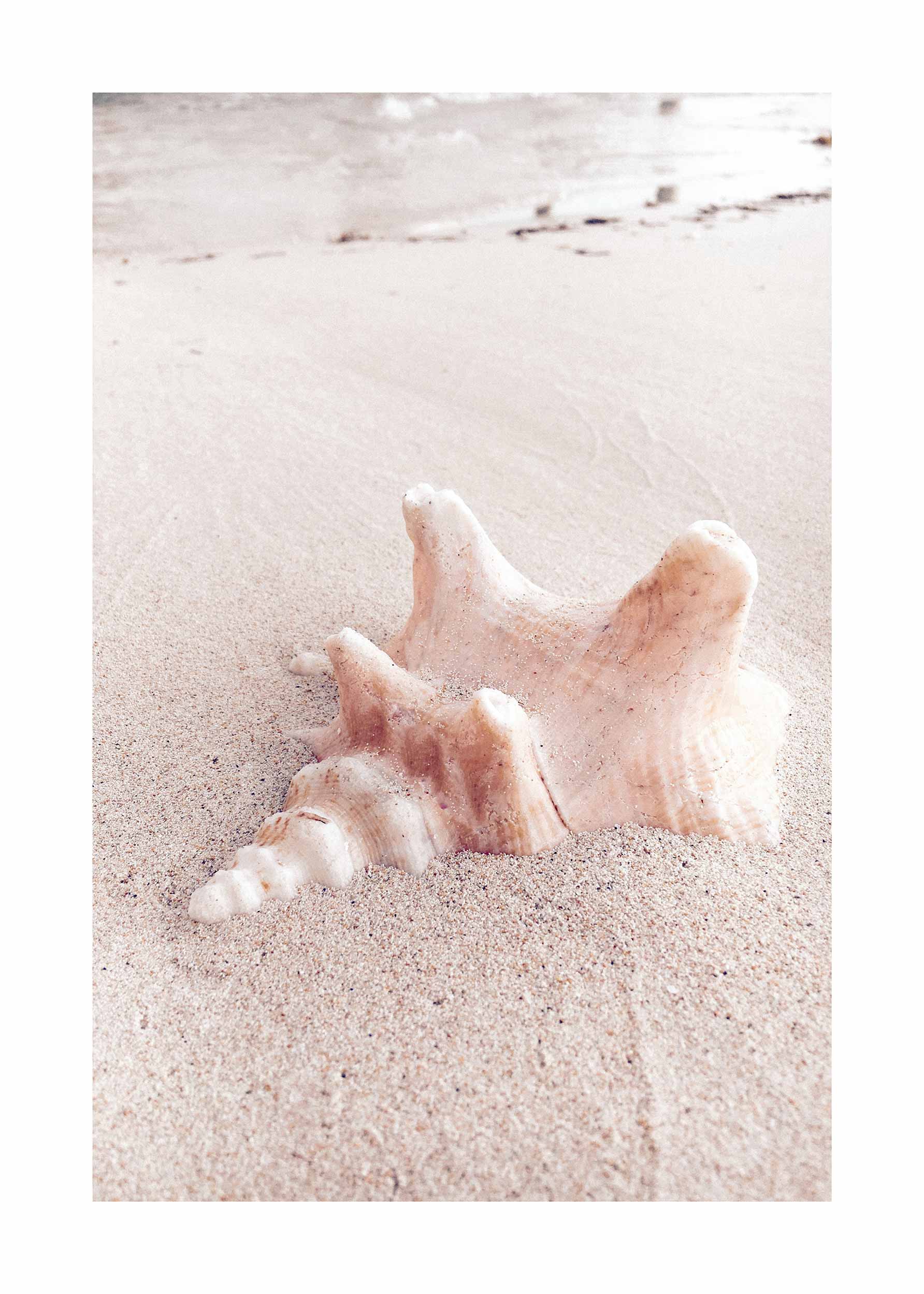 Pink Shell Poster - Strandfotografie (50x70 cm)
