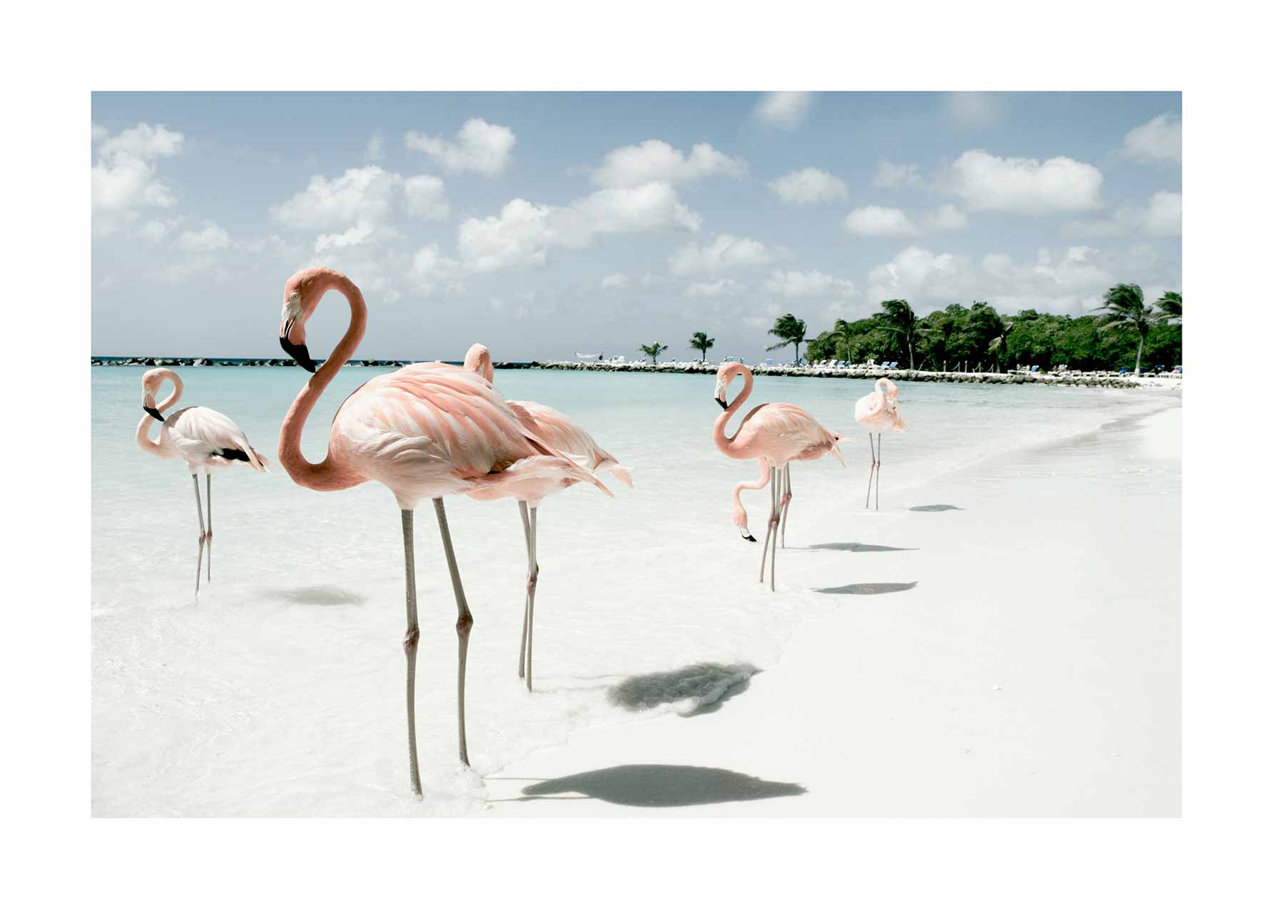 Beach Flamingos Poster - Tiergrafik (50x70 cm)