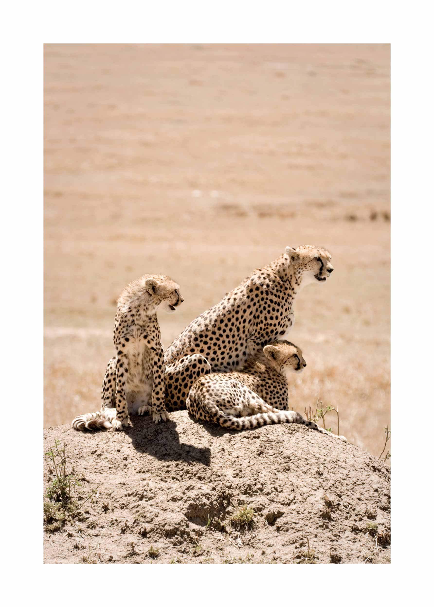 Cheetah Family Poster - Tiergrafik (50x70 cm)