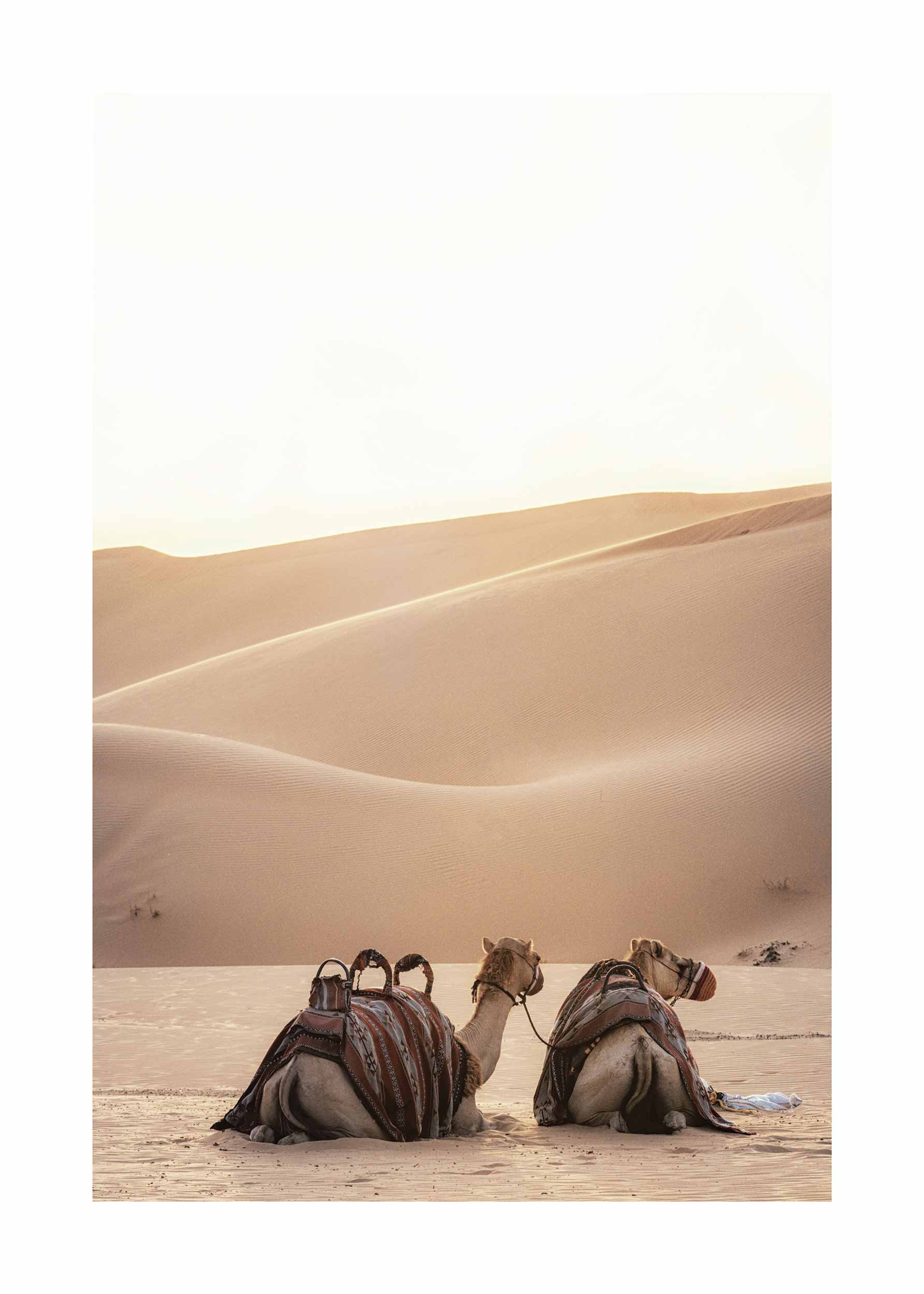 Sunset Camels Poster - Desert photography (30x40 cm)