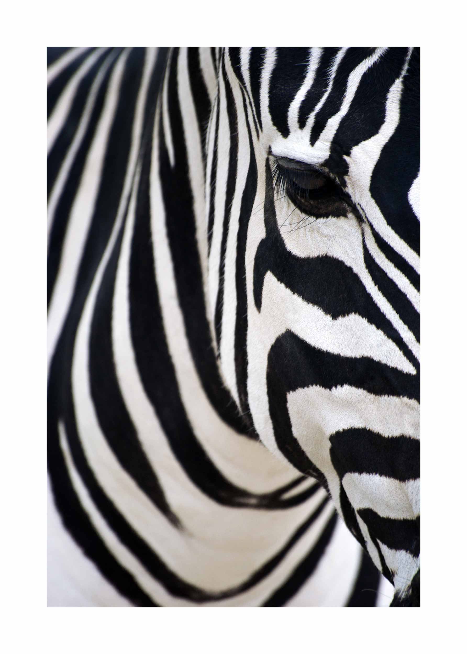 Zebra Head poster - Black and white animal photography (50x70 cm)