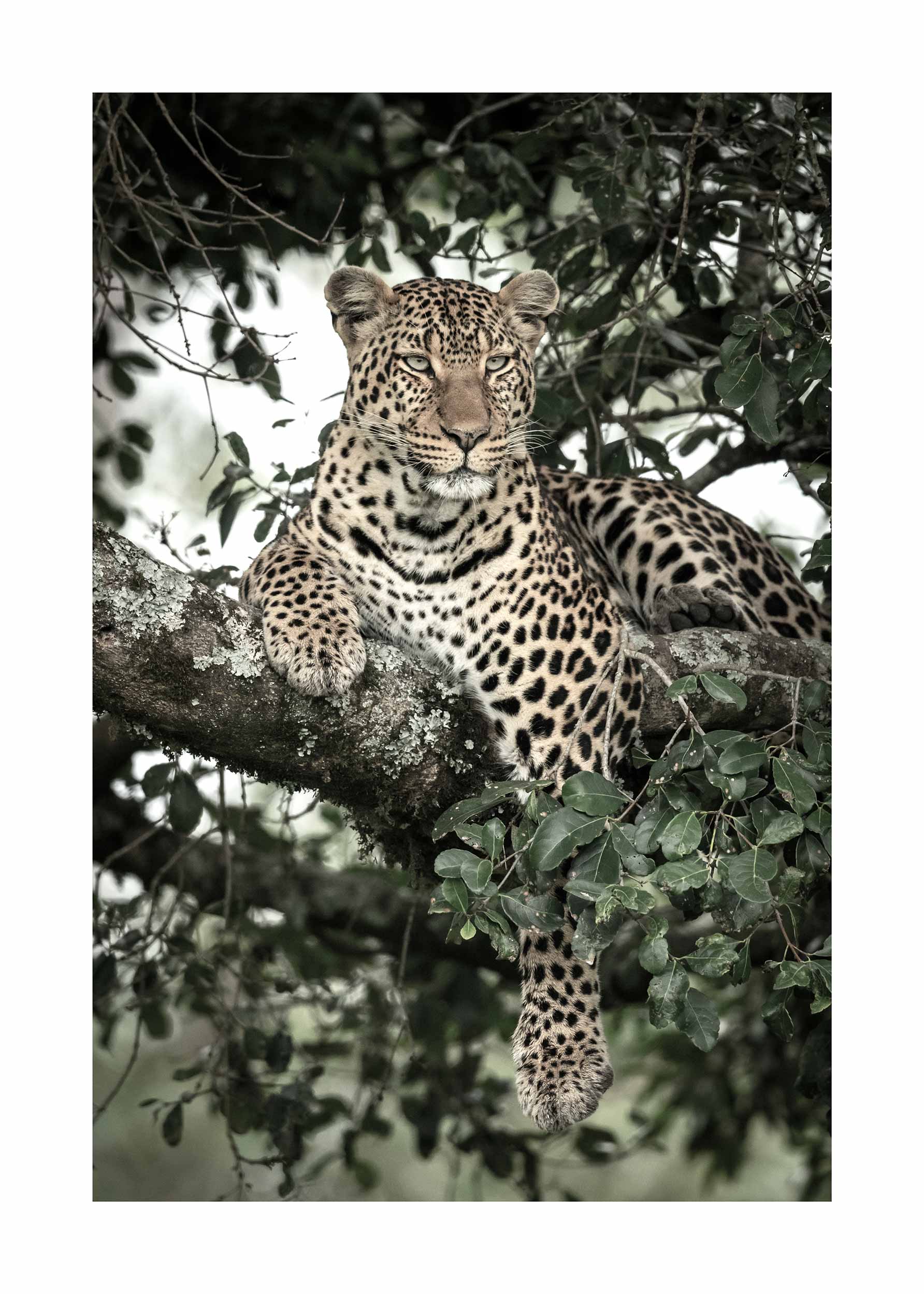 Relaxing Leopard Poster - Tierillustration (30x40 cm)