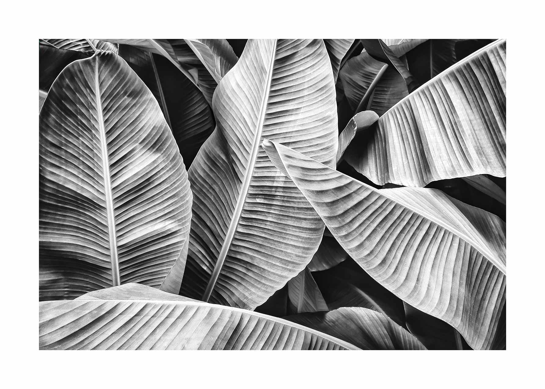 Black Palm Leaves Poster - Botanische Fotografie (50x70 cm)