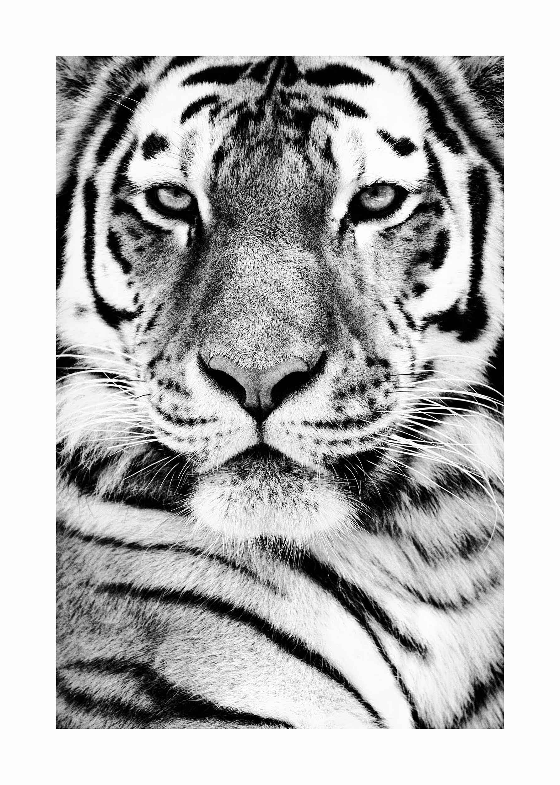 Siberian Tiger Poster - Black and white tiger photography (50x70 cm)