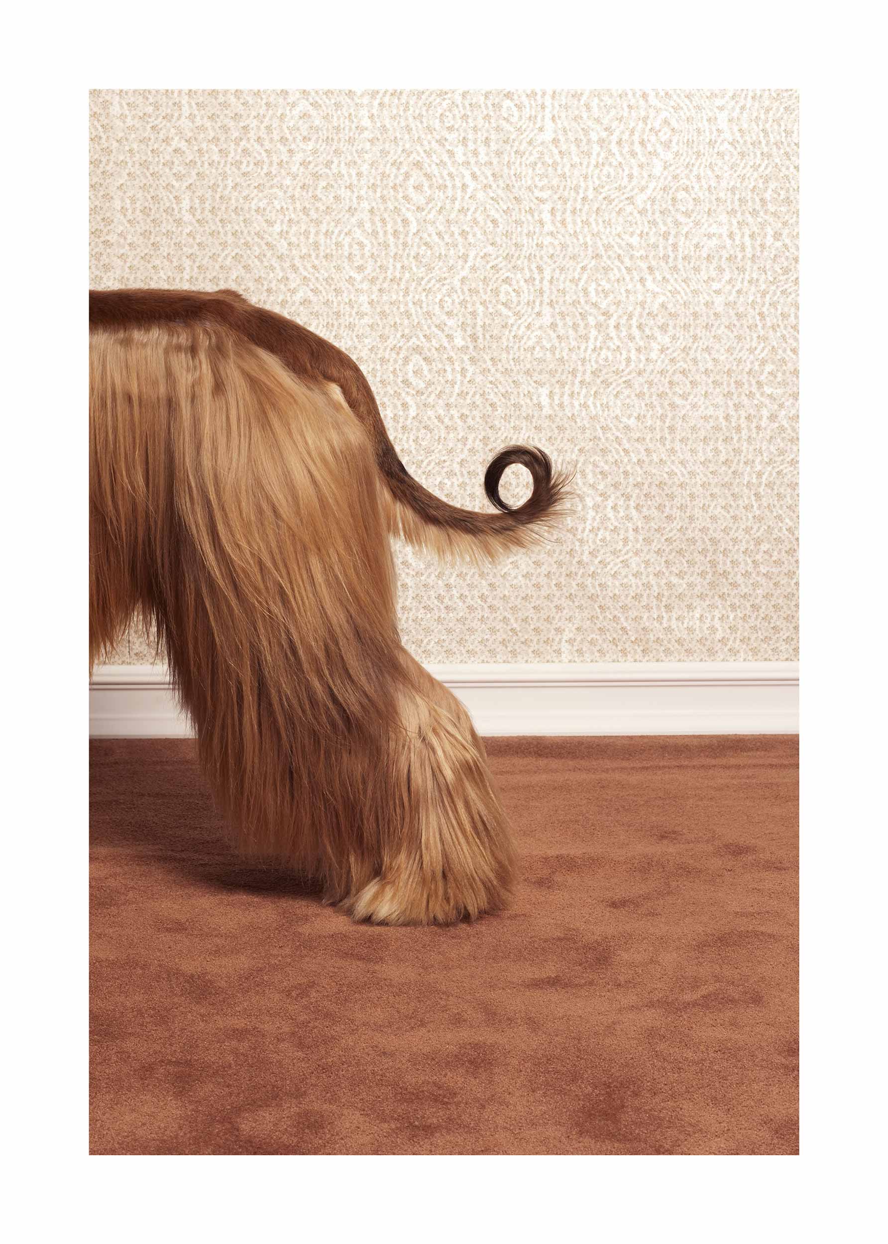 Furry Tail Poster - Tierfotografie (40x50 cm)