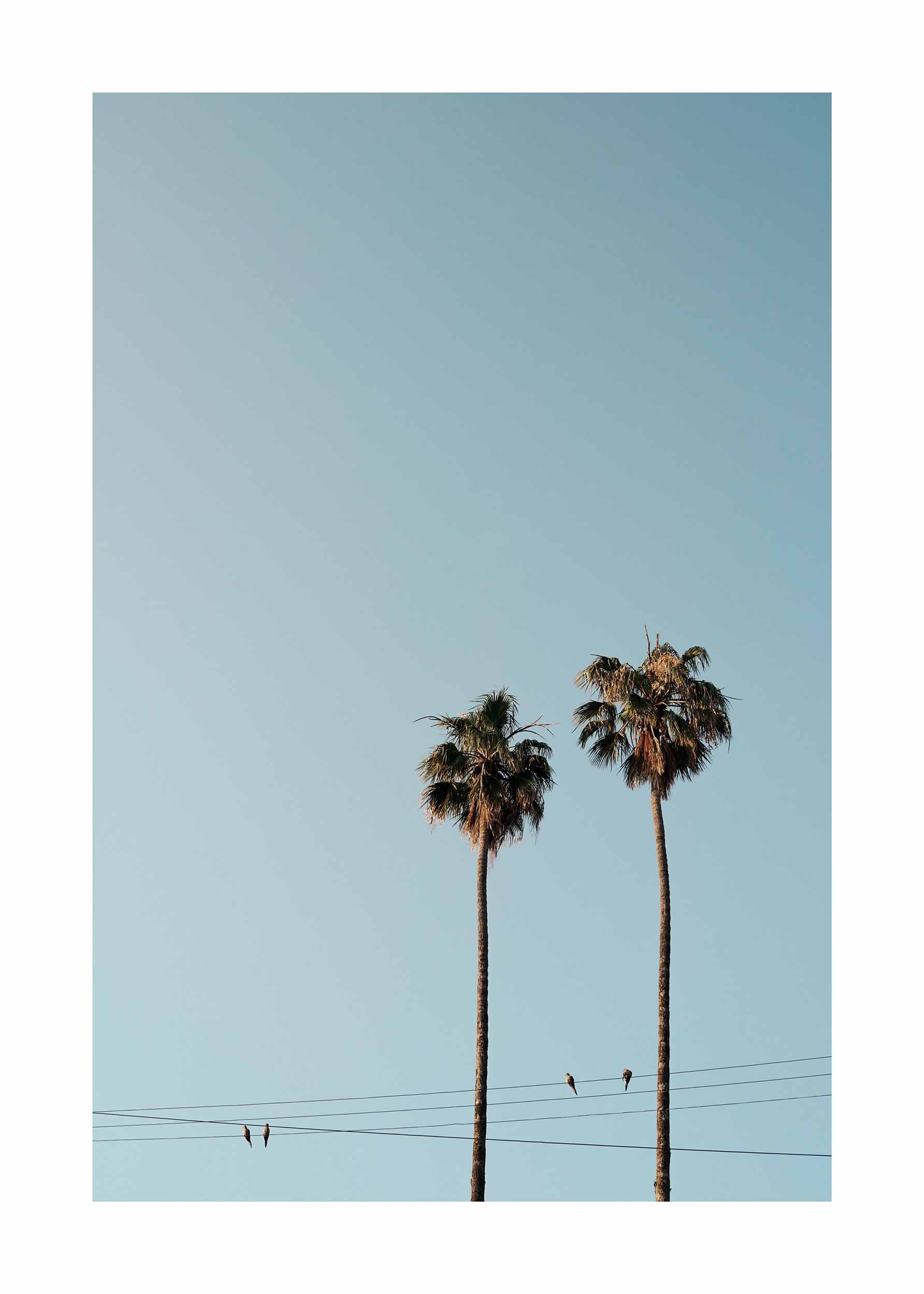 Palm Trees Blue Sky Poster - Naturfotografie (21x30 cm)