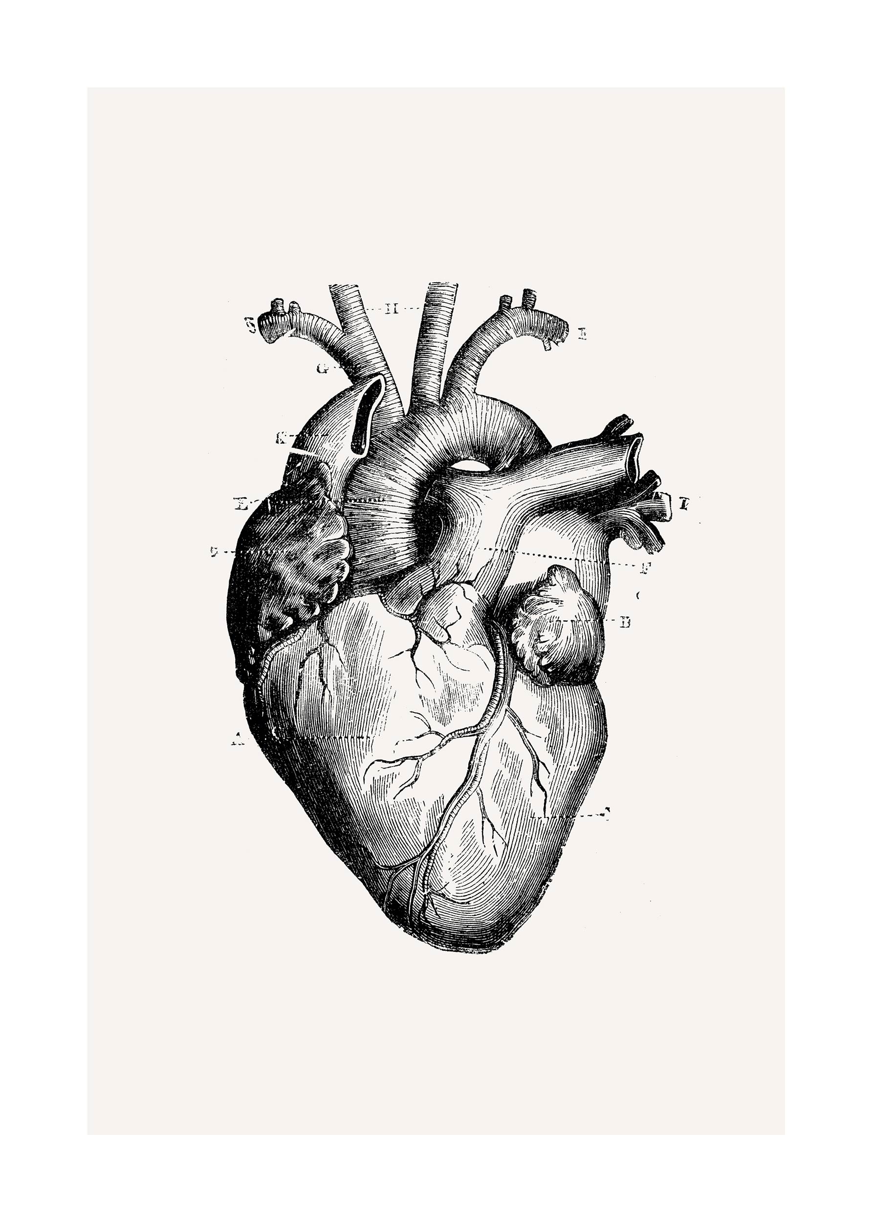Vintage Heart Poster - Anatomical heart illustration (40x50 cm)