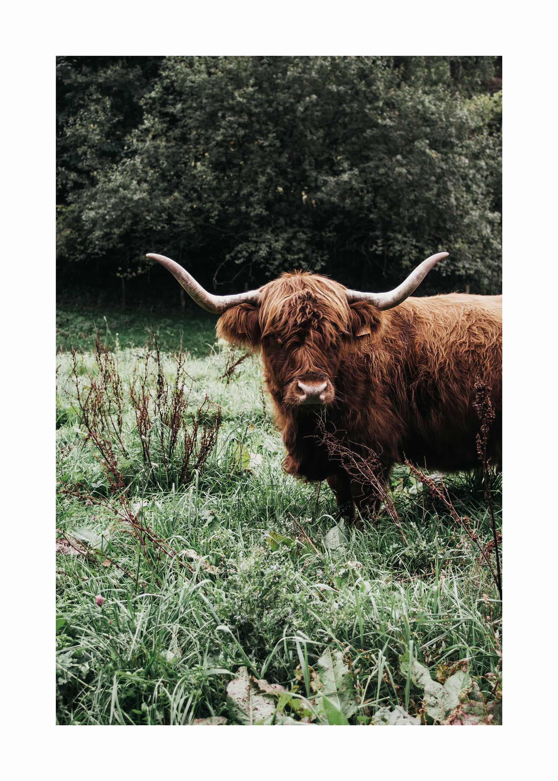 Cow in the Grass Poster - Animal photography (50x70 cm)