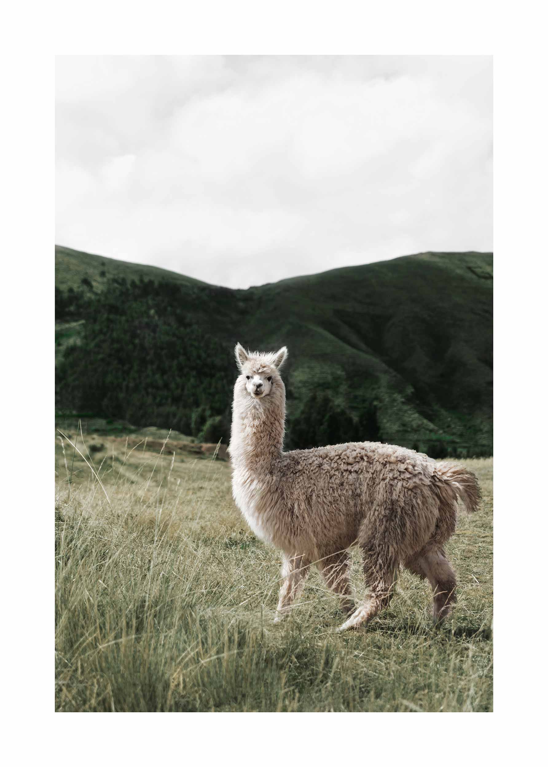 Alpaca Poster - Tierfotografie (50x70 cm)